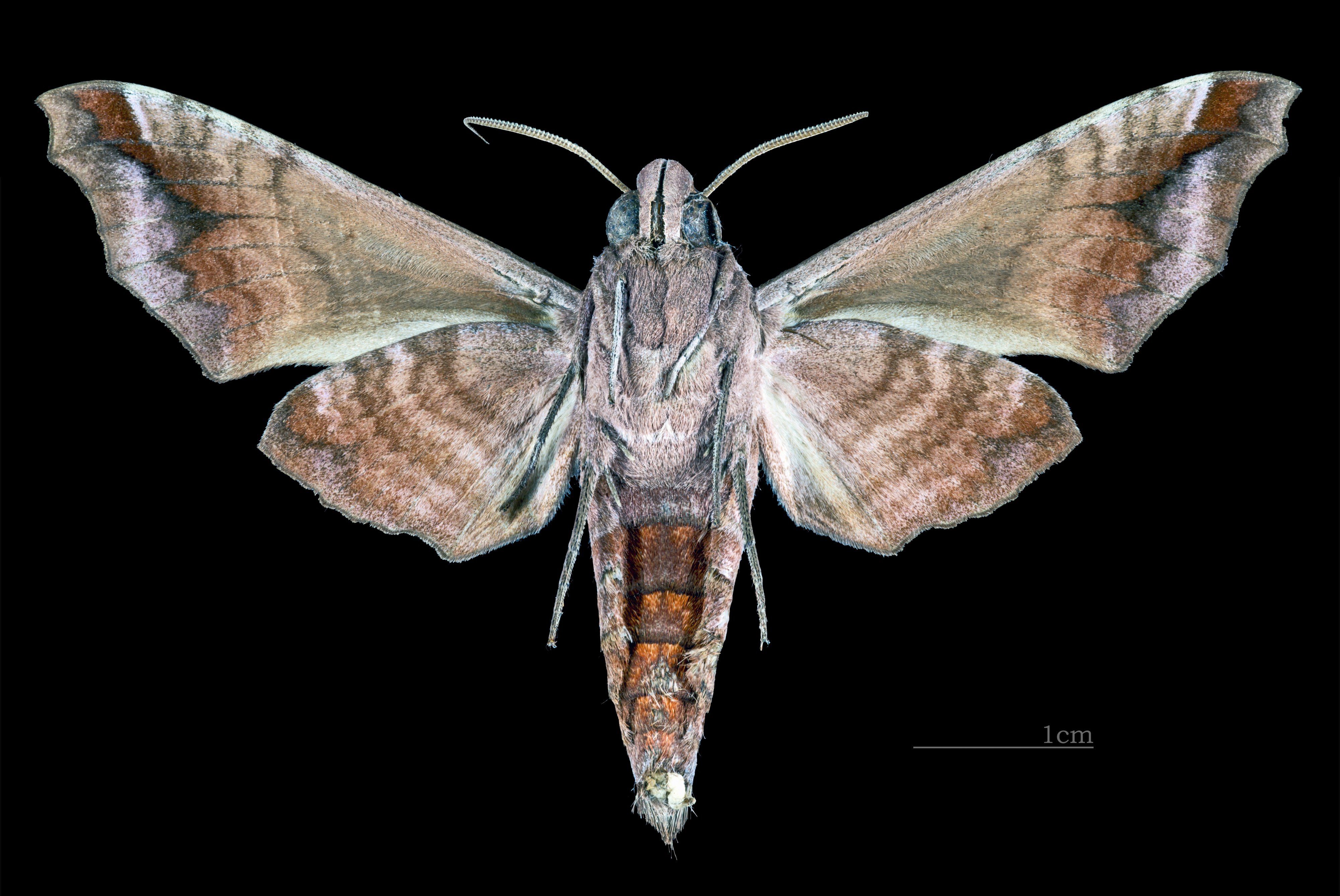 Acosmeryx anceus subdentata MHNT CUT 2010 0 98, Mudumalai National Park, Tamil Nadu ventral