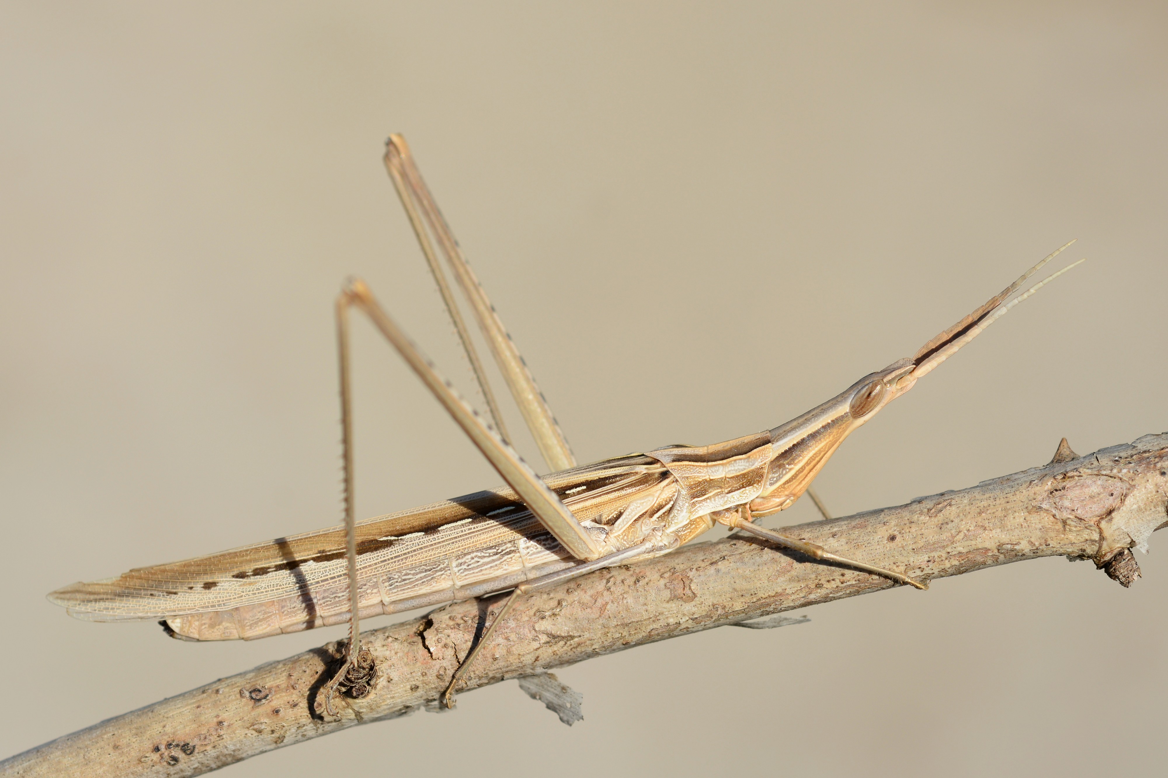 Acrida hungarica (22322296261)