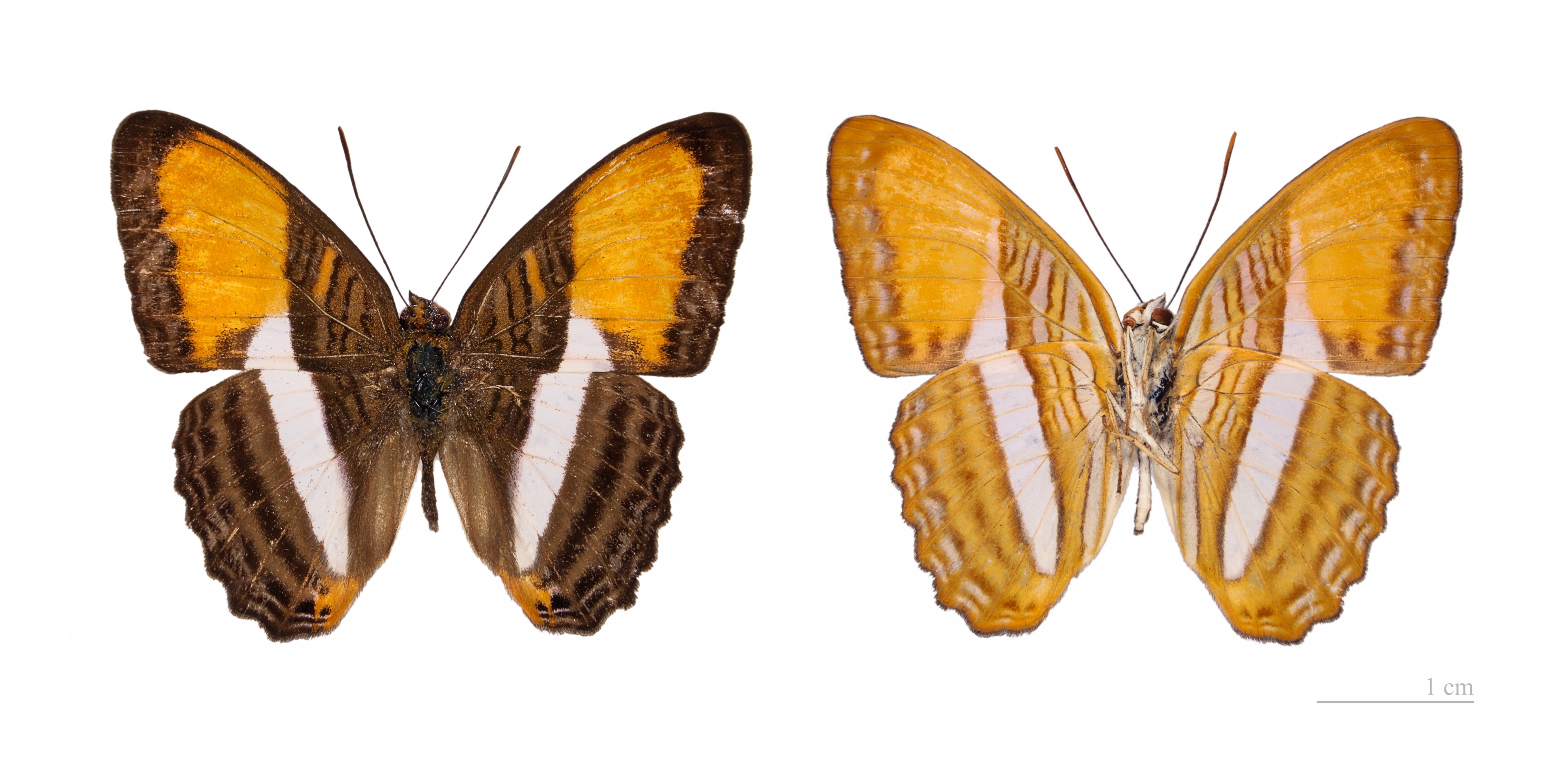 Adelpha cytherea MHNT