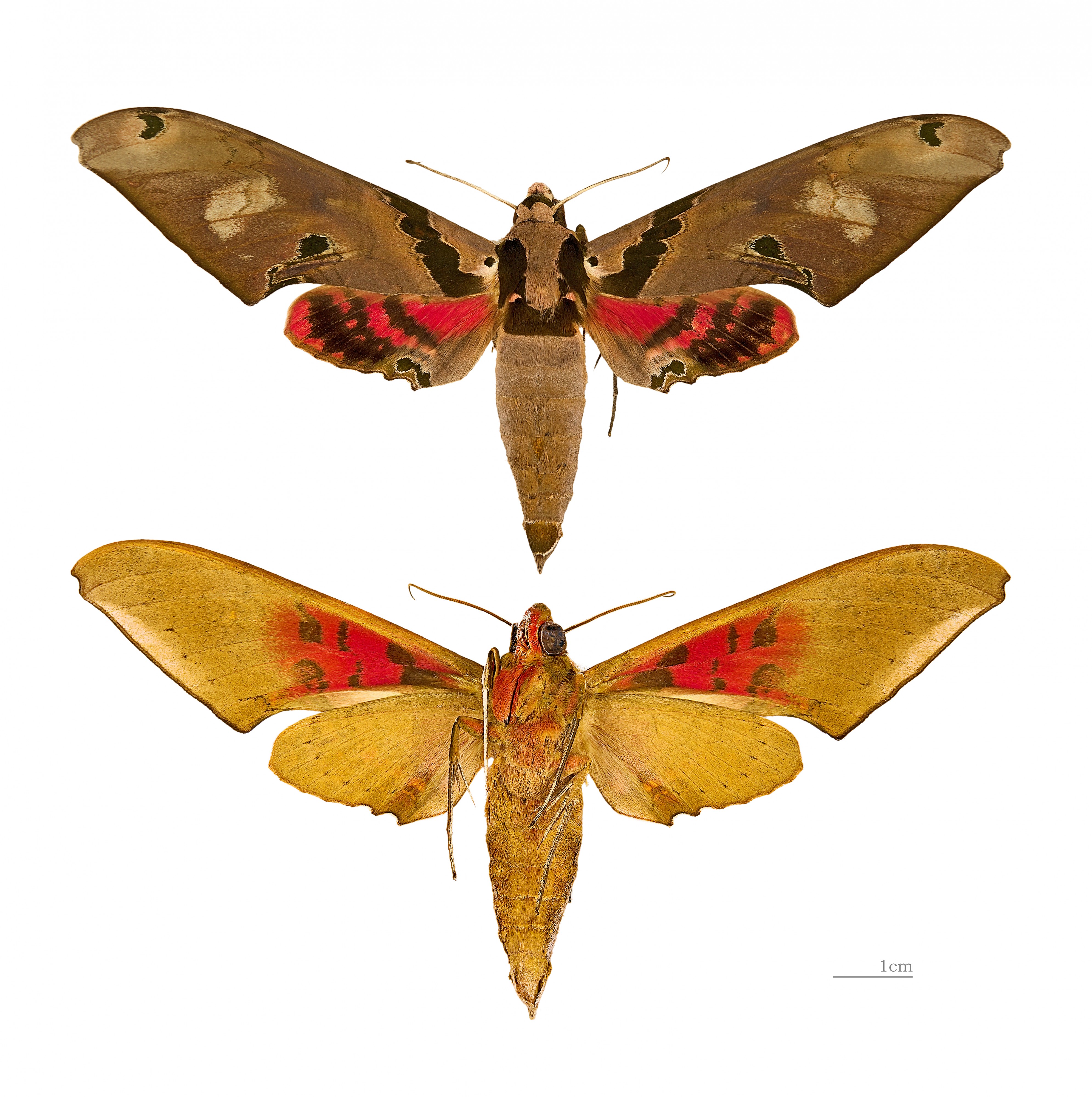 Adhemarius gannascus MHNT