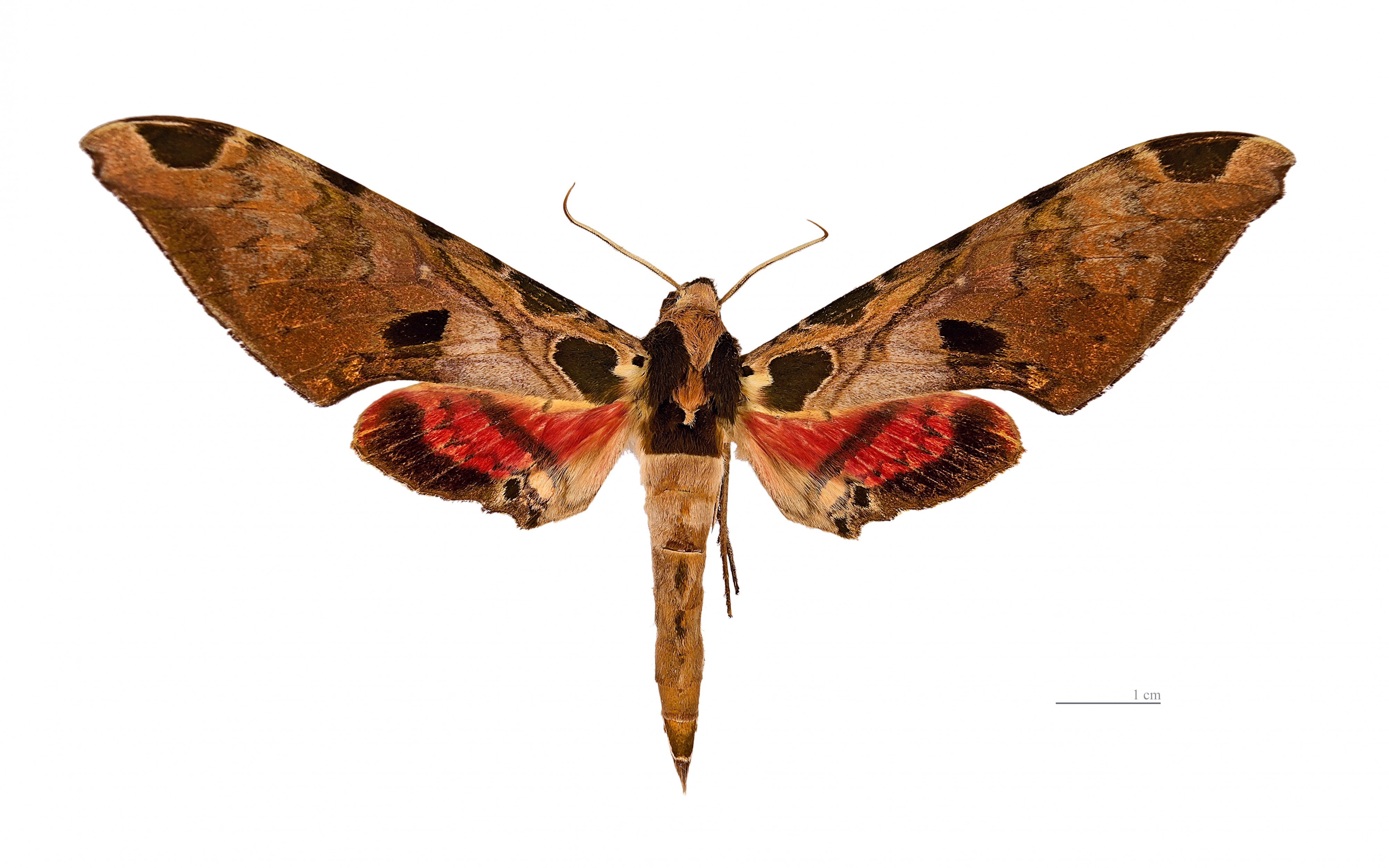 Adhemarius palmeri MHNT dos male
