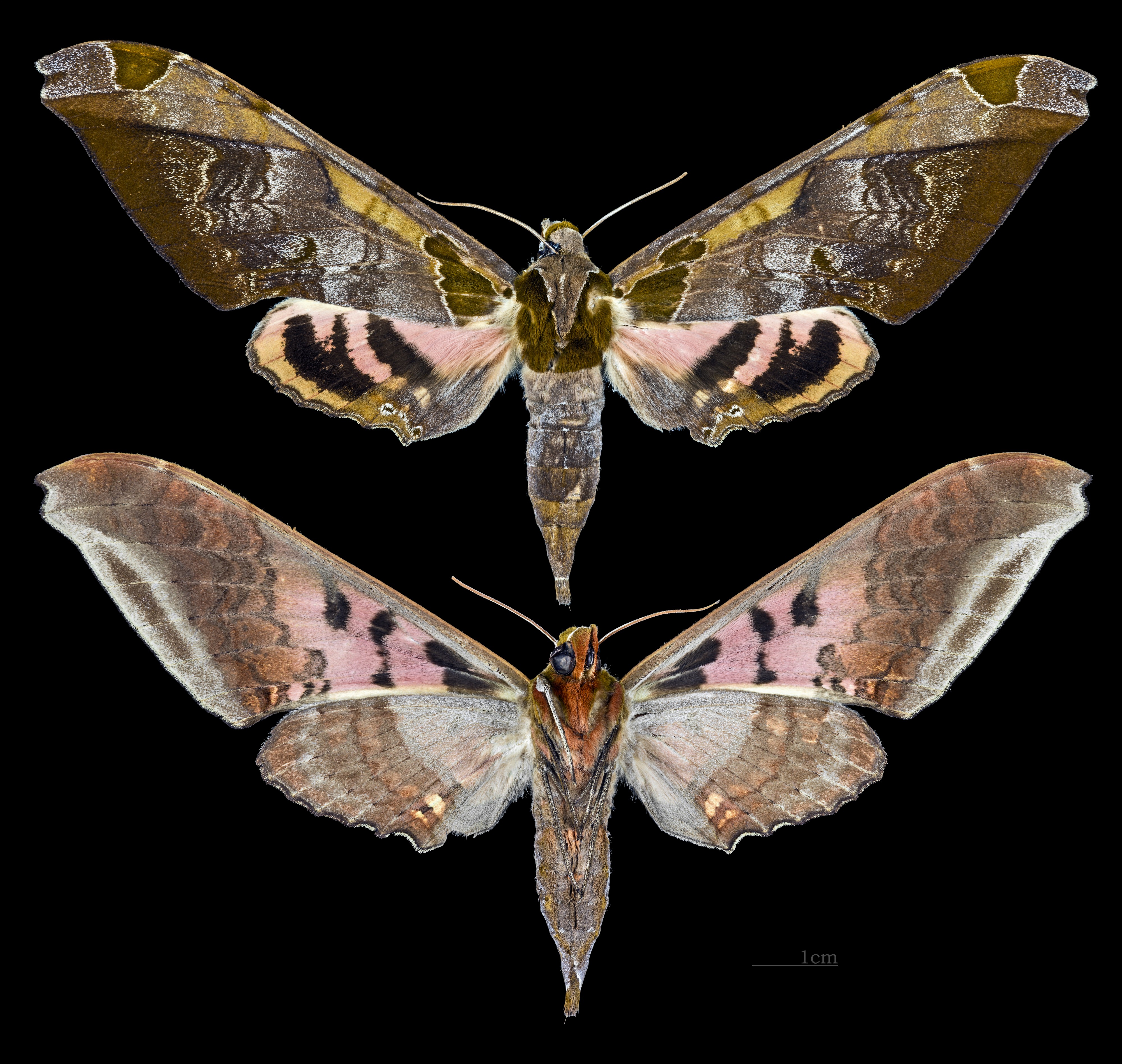 Adhemarius ypsilon MHNT CUT 2010 0 32 Yanayacu Napo female