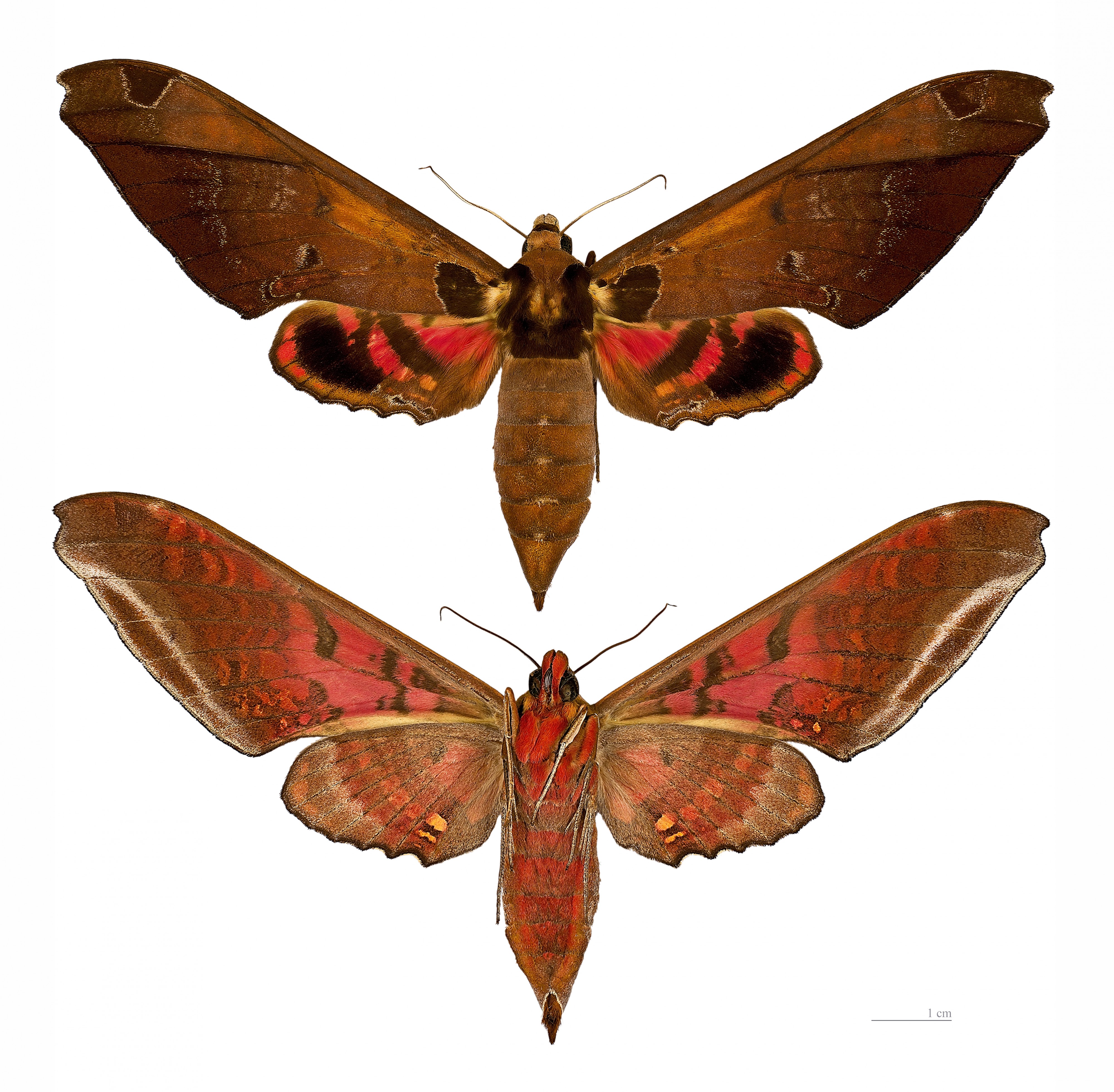 Adhemarius ypsilon MHNT femelle