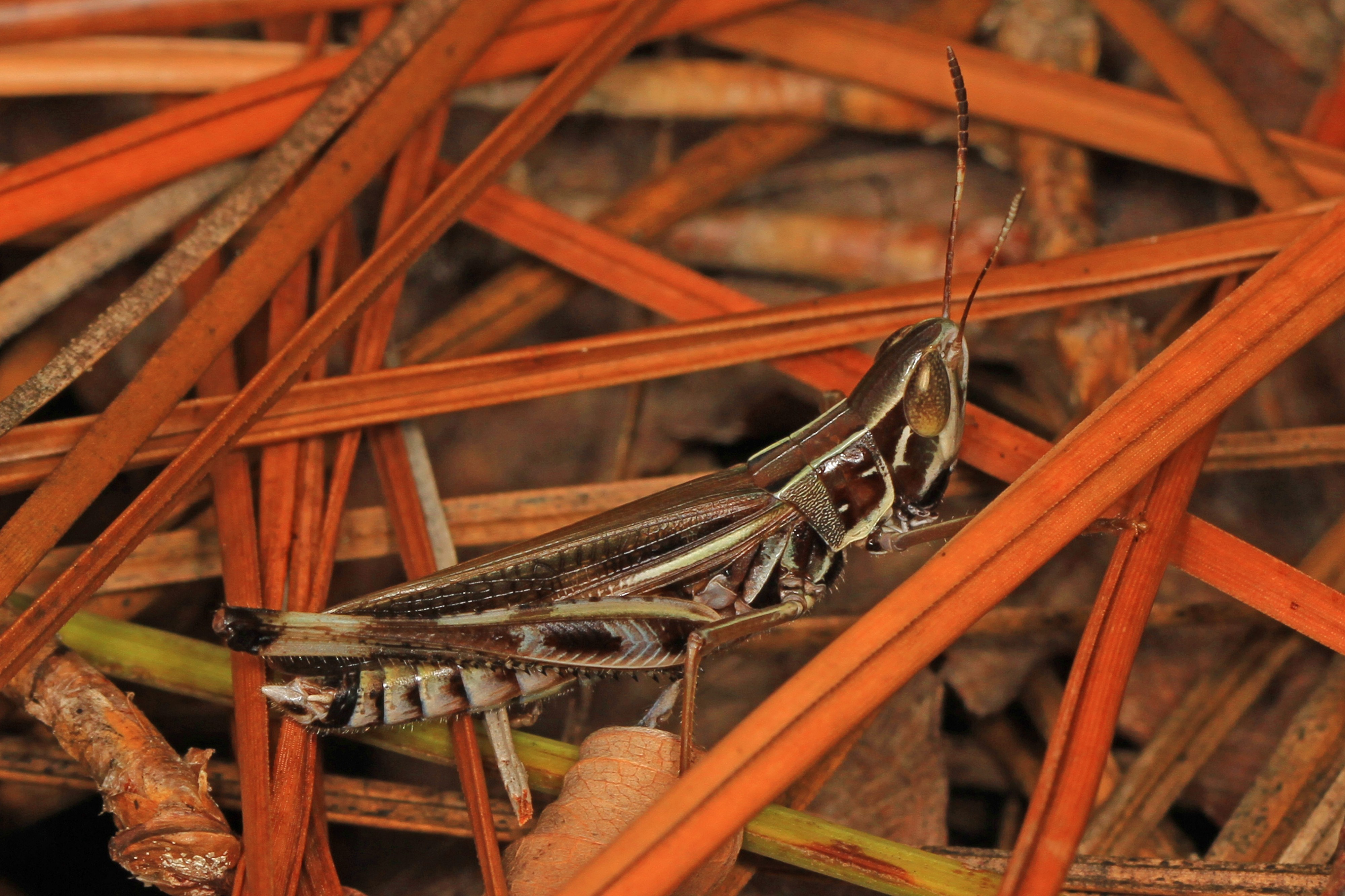 Admirable Grasshopper - Syrbula admirabilis, Carolina Sandhills National Wildlife Refuge, McBee, South Carolina