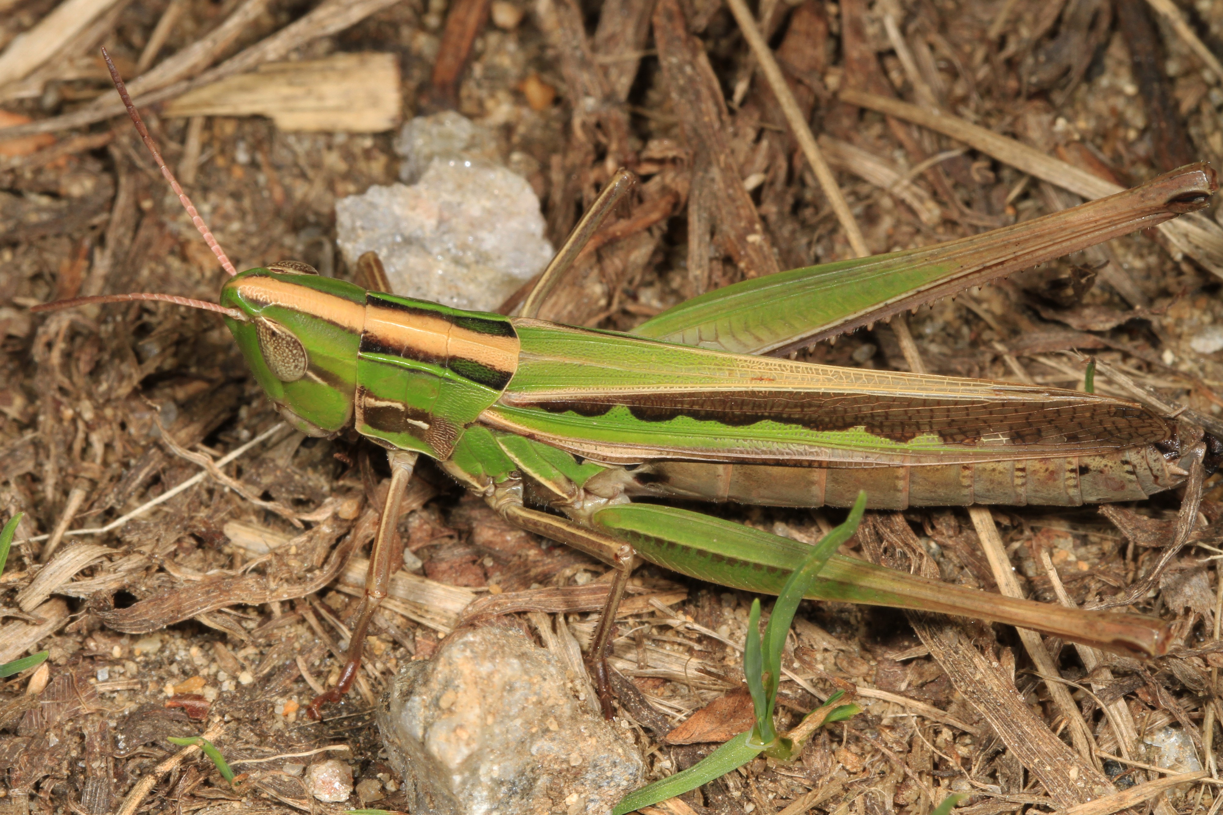 Admirable Grasshopper - Syrbula admirabilis, Meadowood Farm SRMA, Mason Neck, Virginia