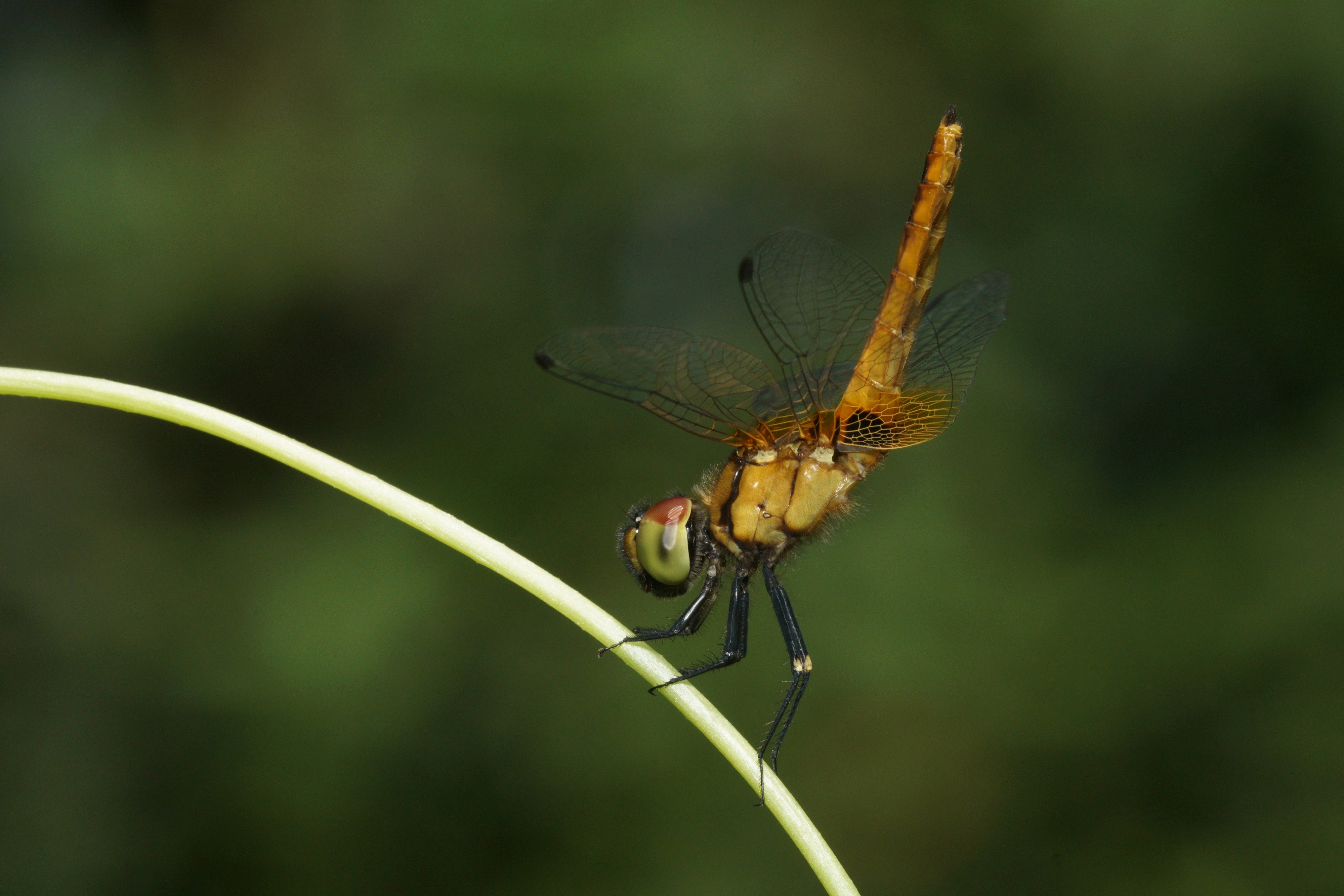 Aethriamanta brevipennis-Kadavoor-2017-10-29-001