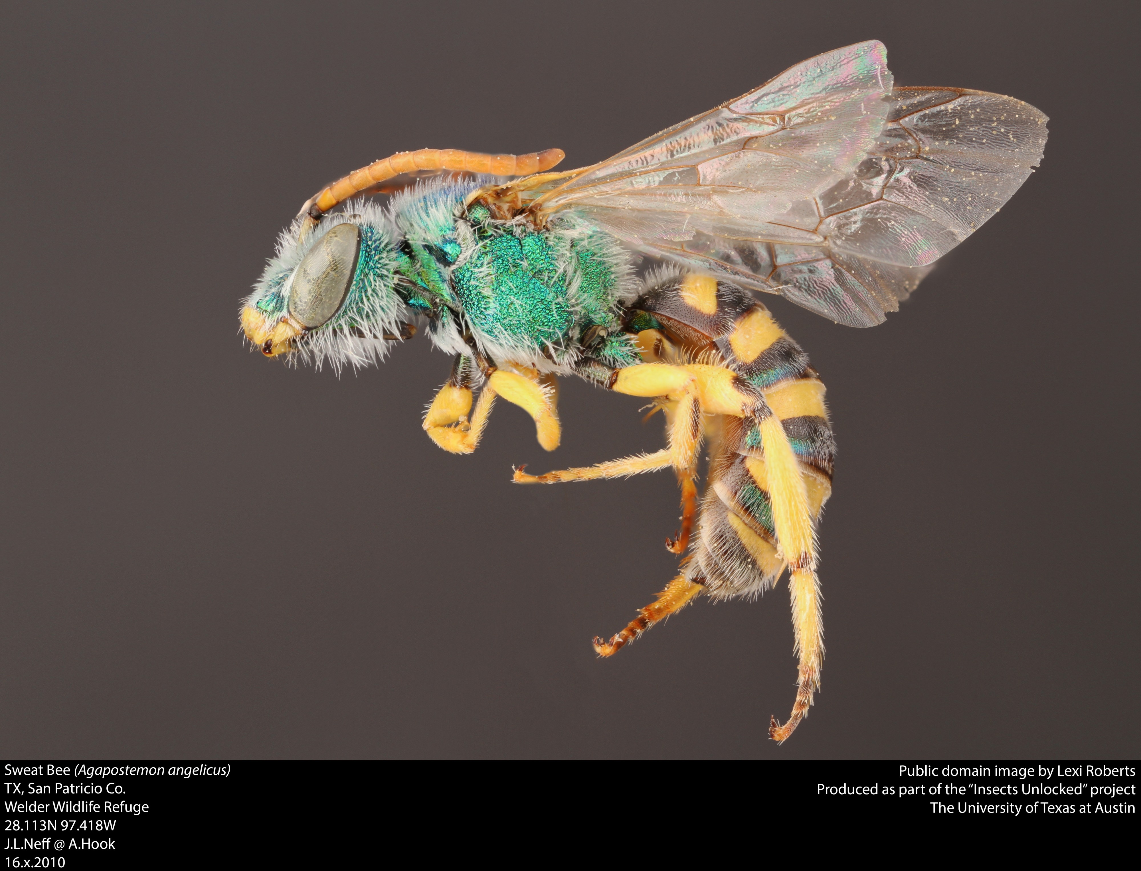 Agapostemon angelicus (36690556633)