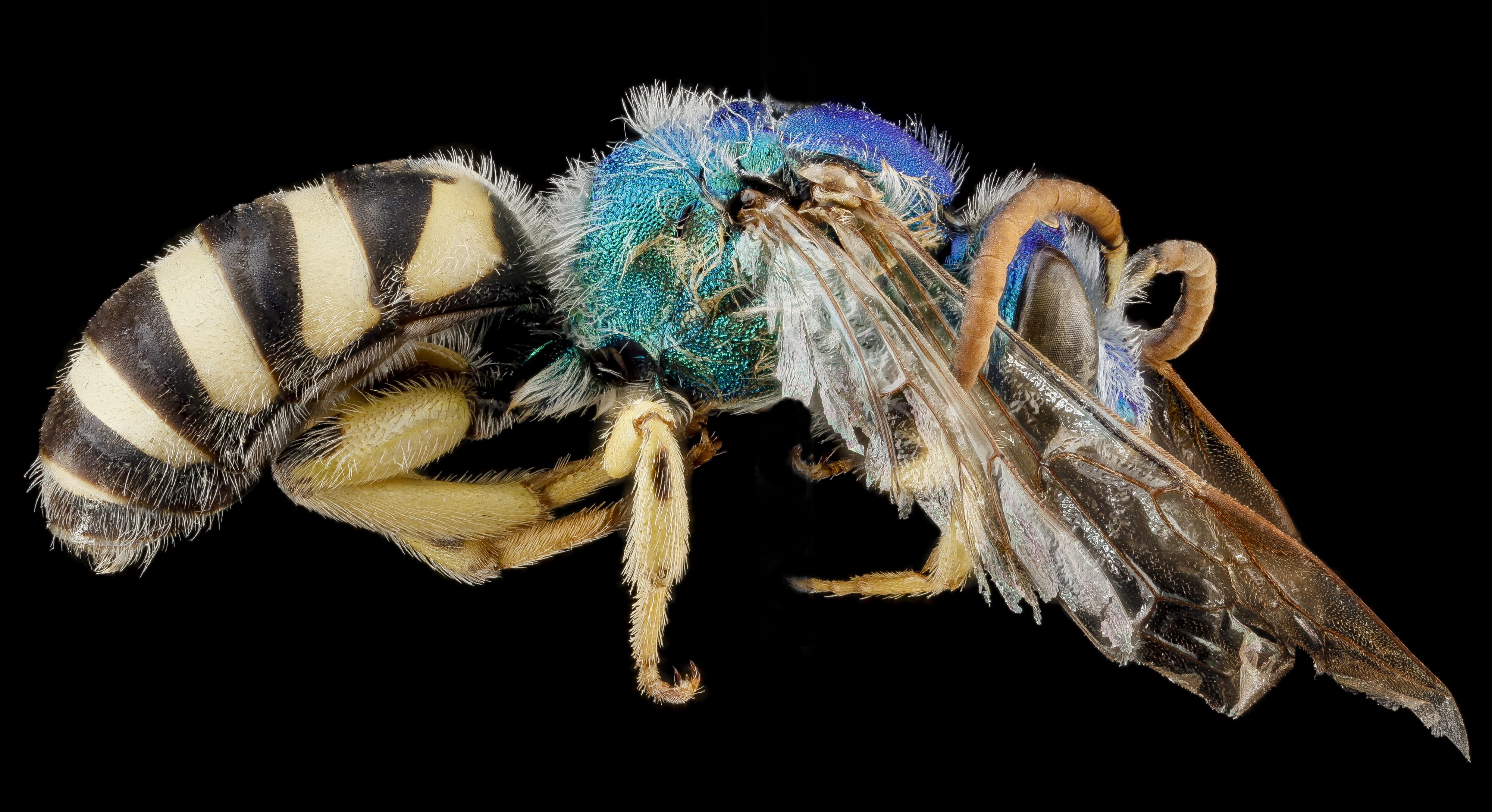 Agapostemon coloradinus f