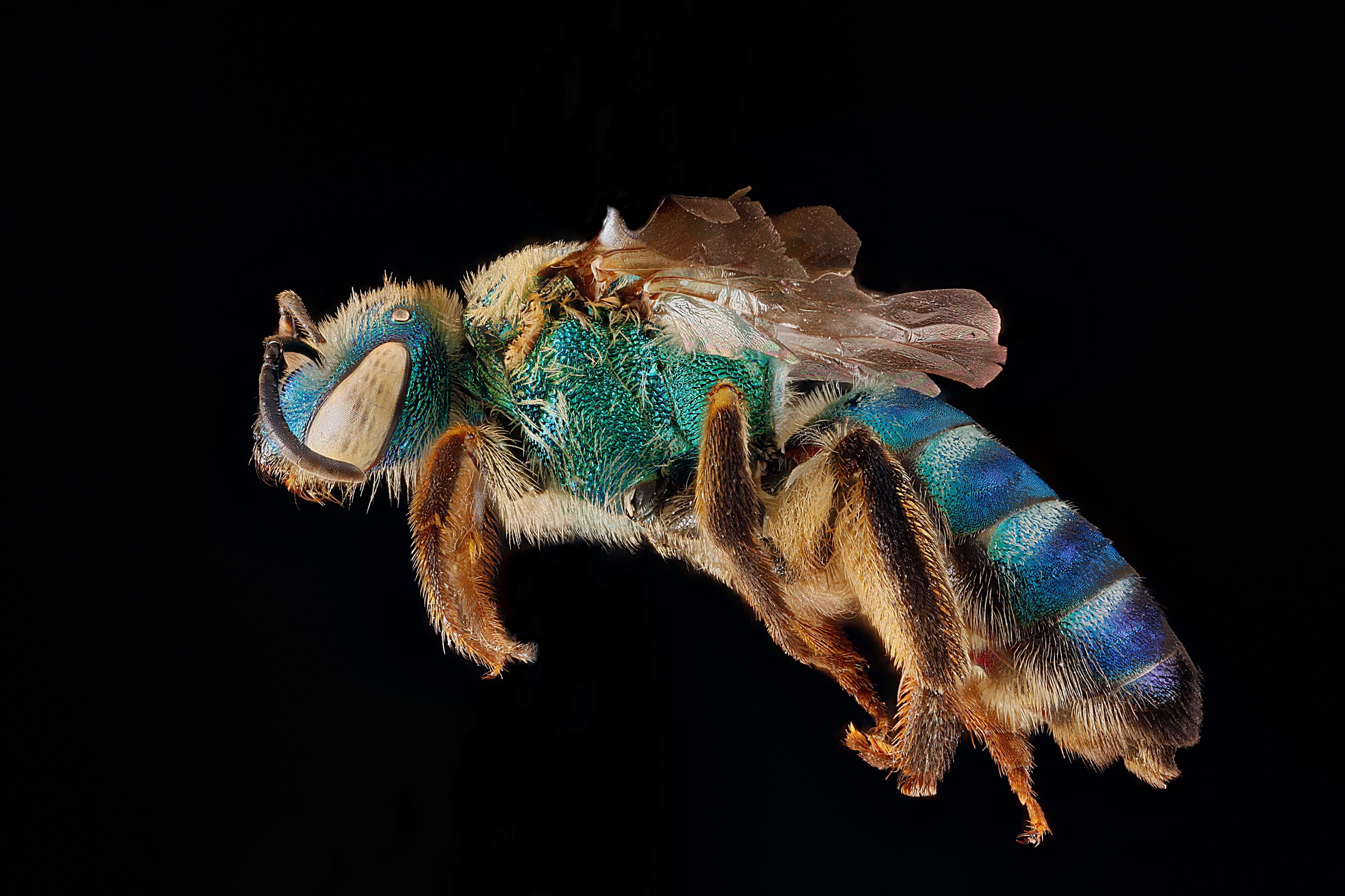 Agapostemon splendens3