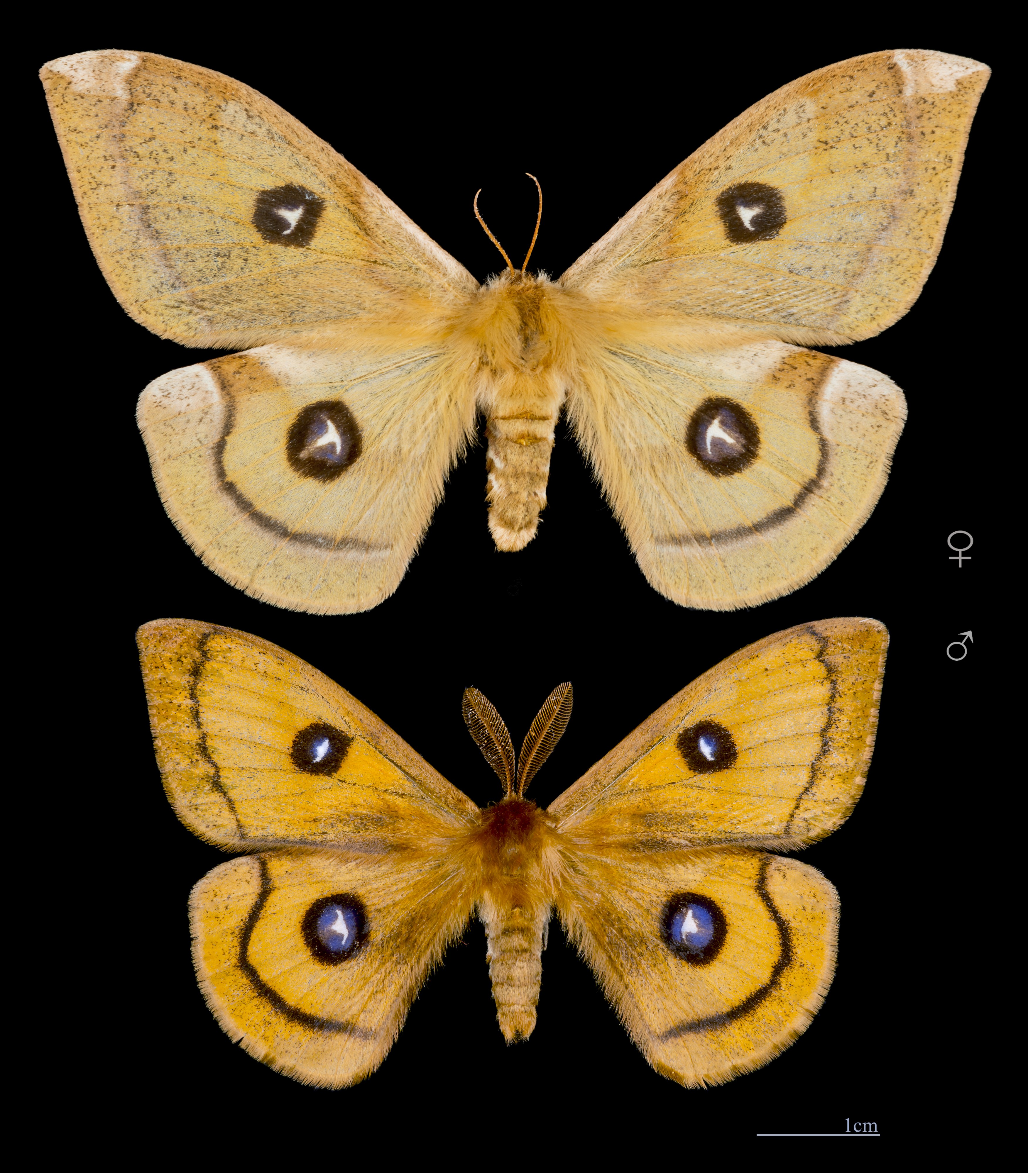 Aglia tau both sex