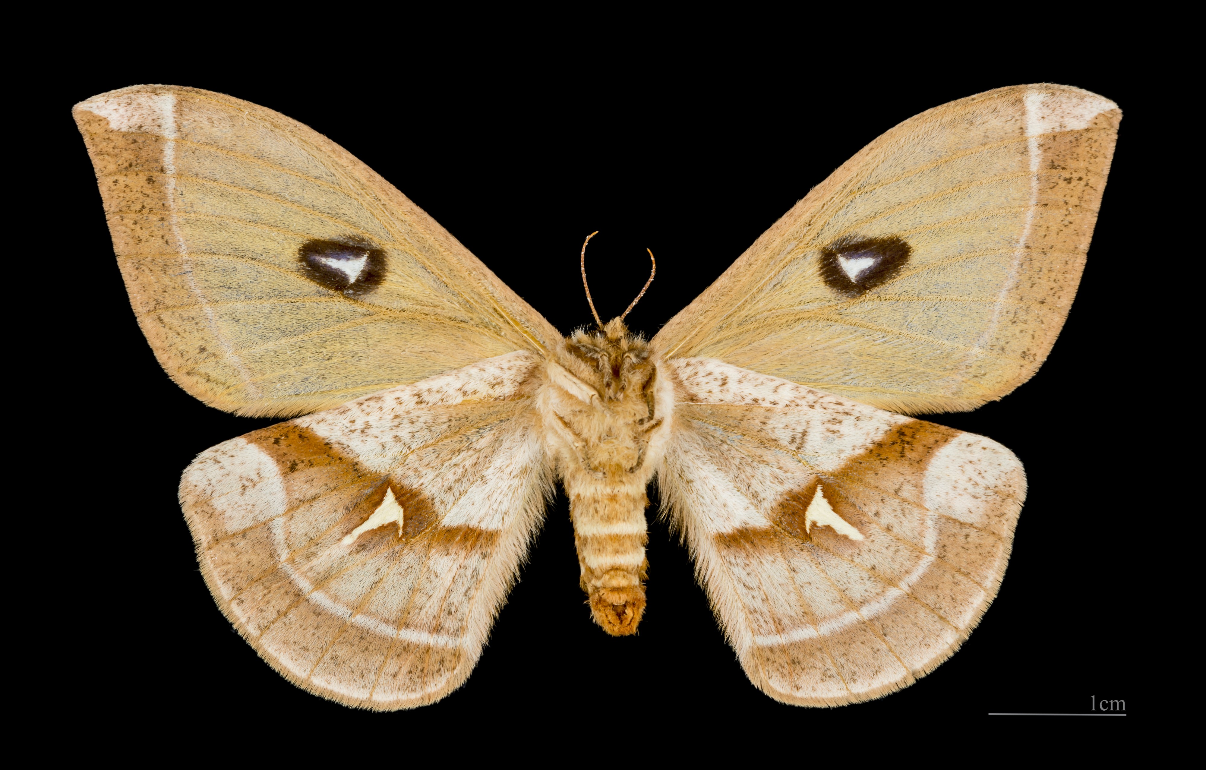 Aglia tau Femelle ventre