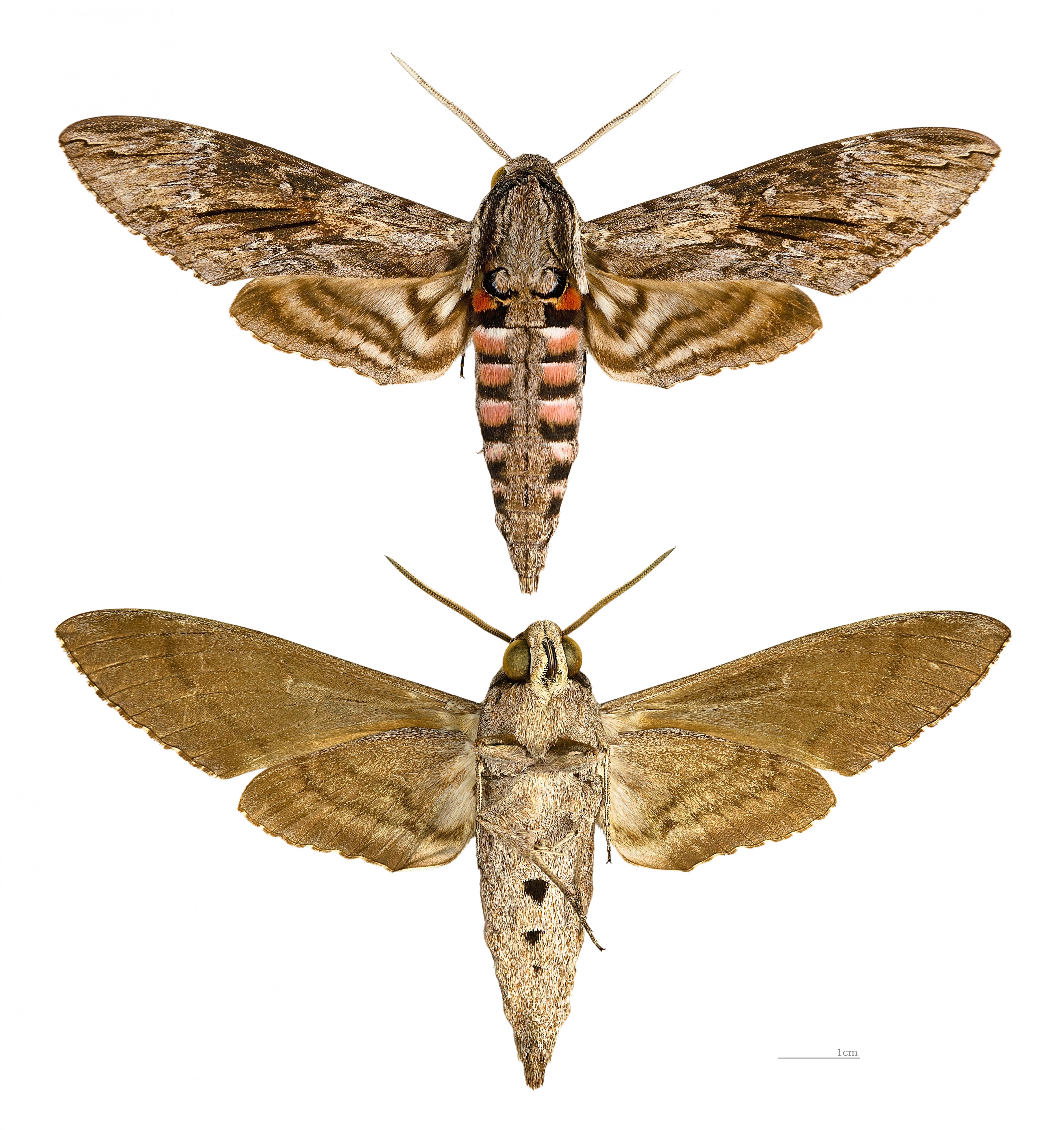 Agrius convolvuli MHNT