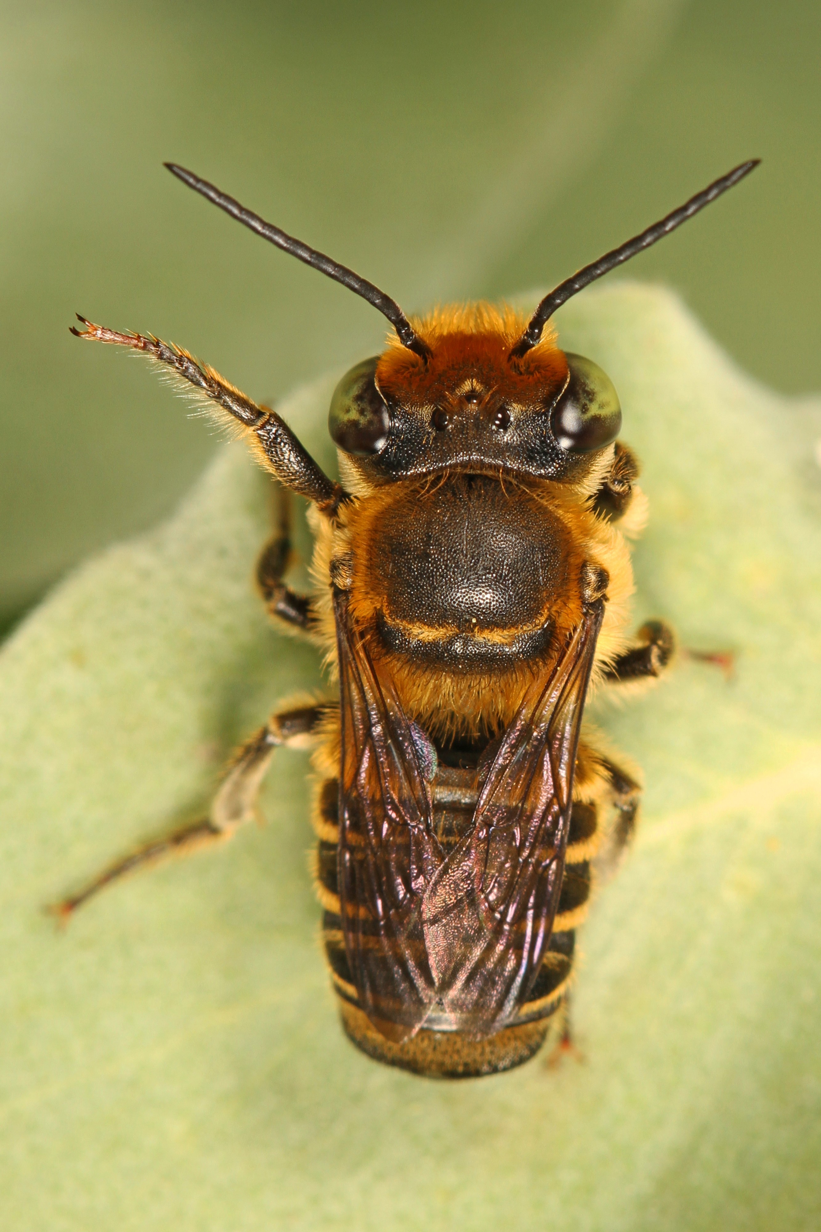 Alfalfa Leafcutter Bee - Megachile rotundata?, Meadowood Farm SRMA, Mason Neck, Virginia