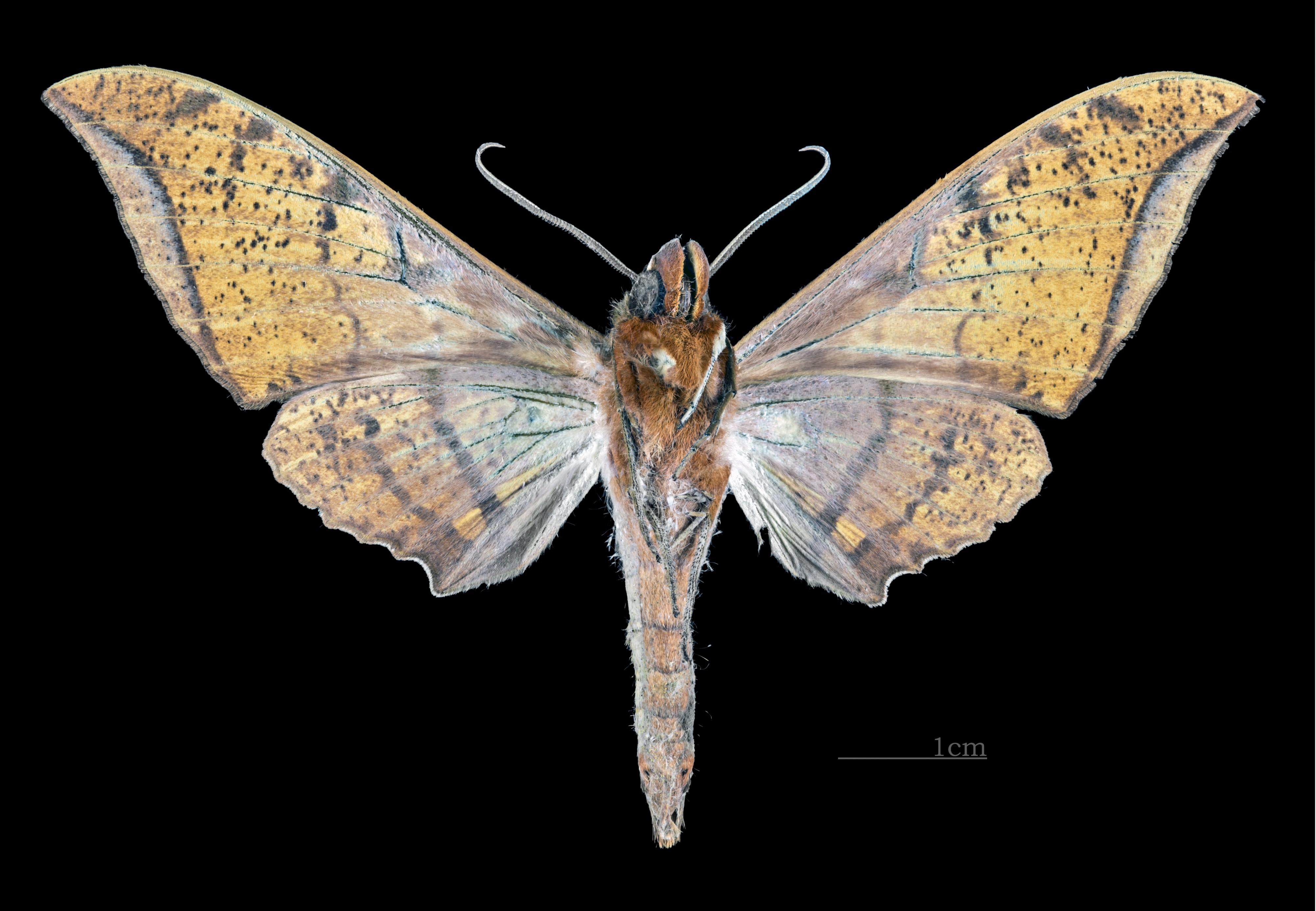 Ambulyx johnsoni MHNT CUT 2010 0 130 Philippines male ventral