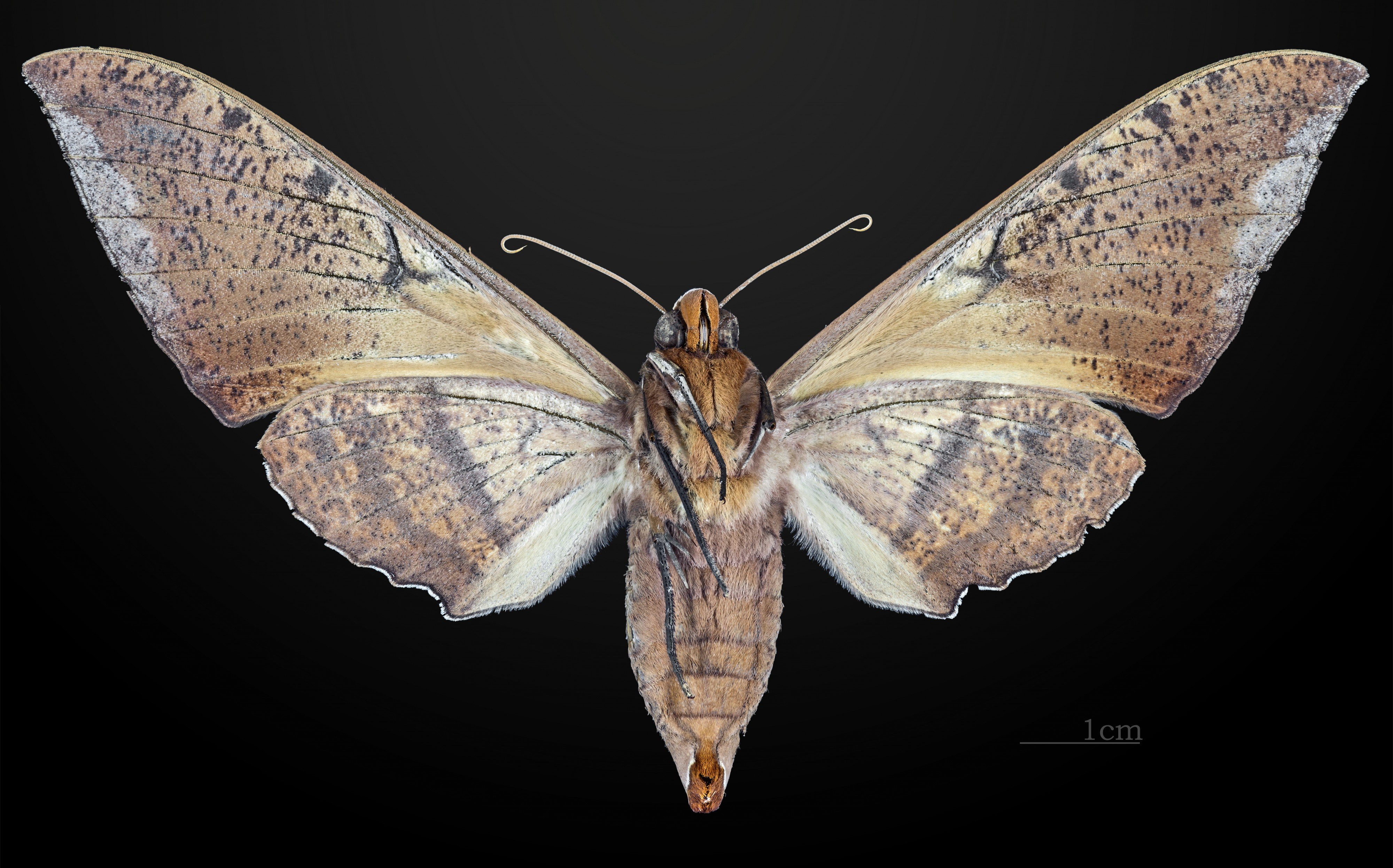 Ambulyx staudingeri MHNT CUT 2010 0 19 Philippines female ventral
