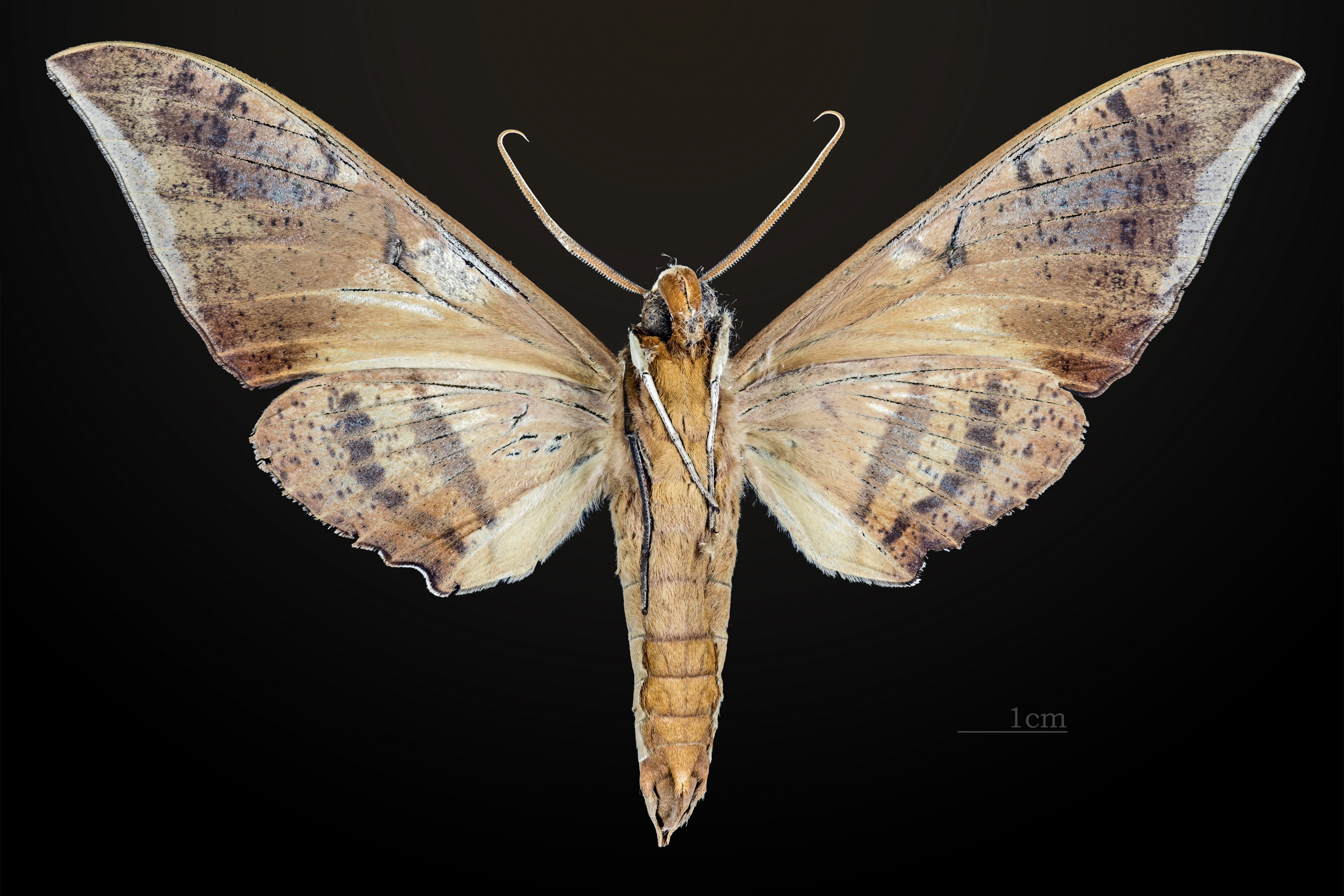 Ambulyx staudingeri MHNT CUT 2010 0 19 Philippines male ventral
