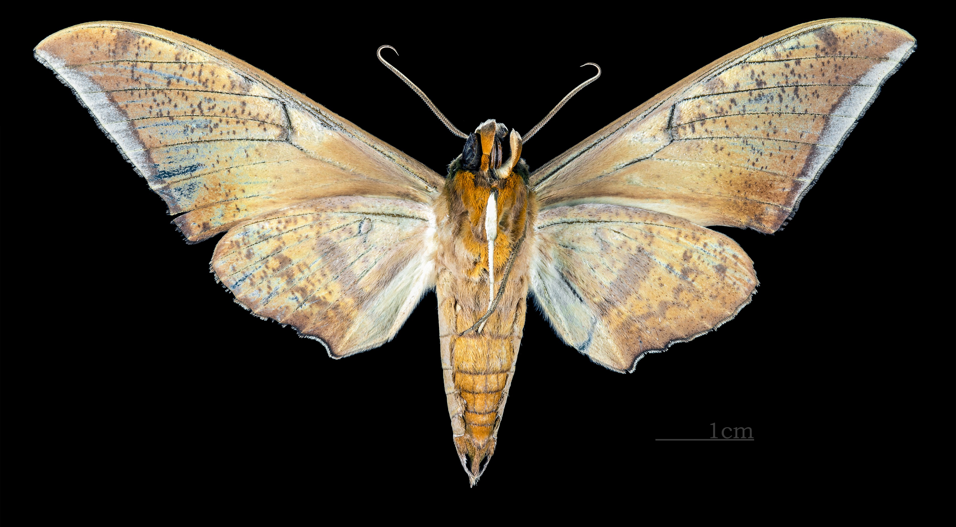 Ambulyx tattina MHNT CUT 2010 0 100 Philippines male ventral