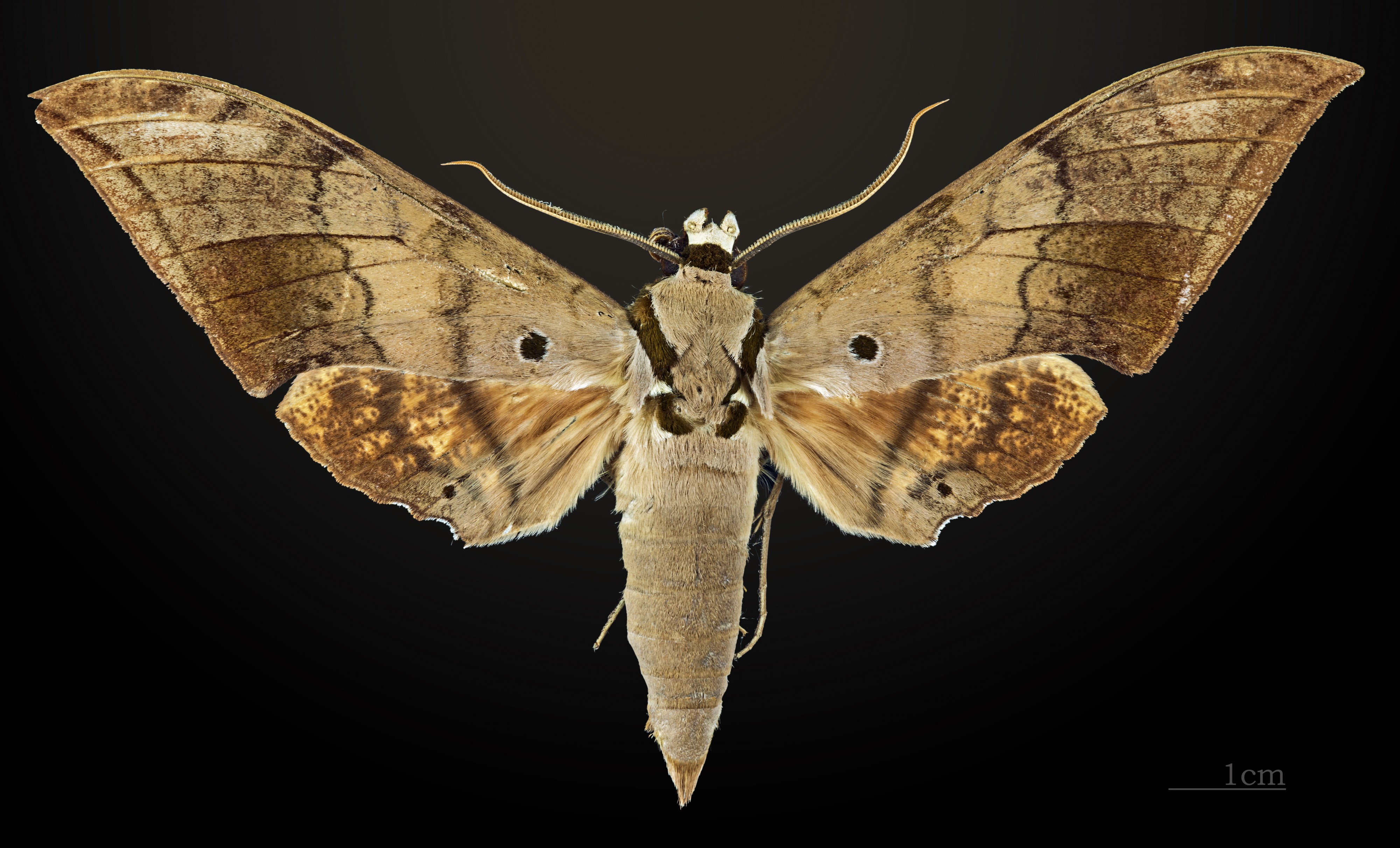 Ambulyx tenimberi MHNT CUT 2010 10 Sulawesi dorsal