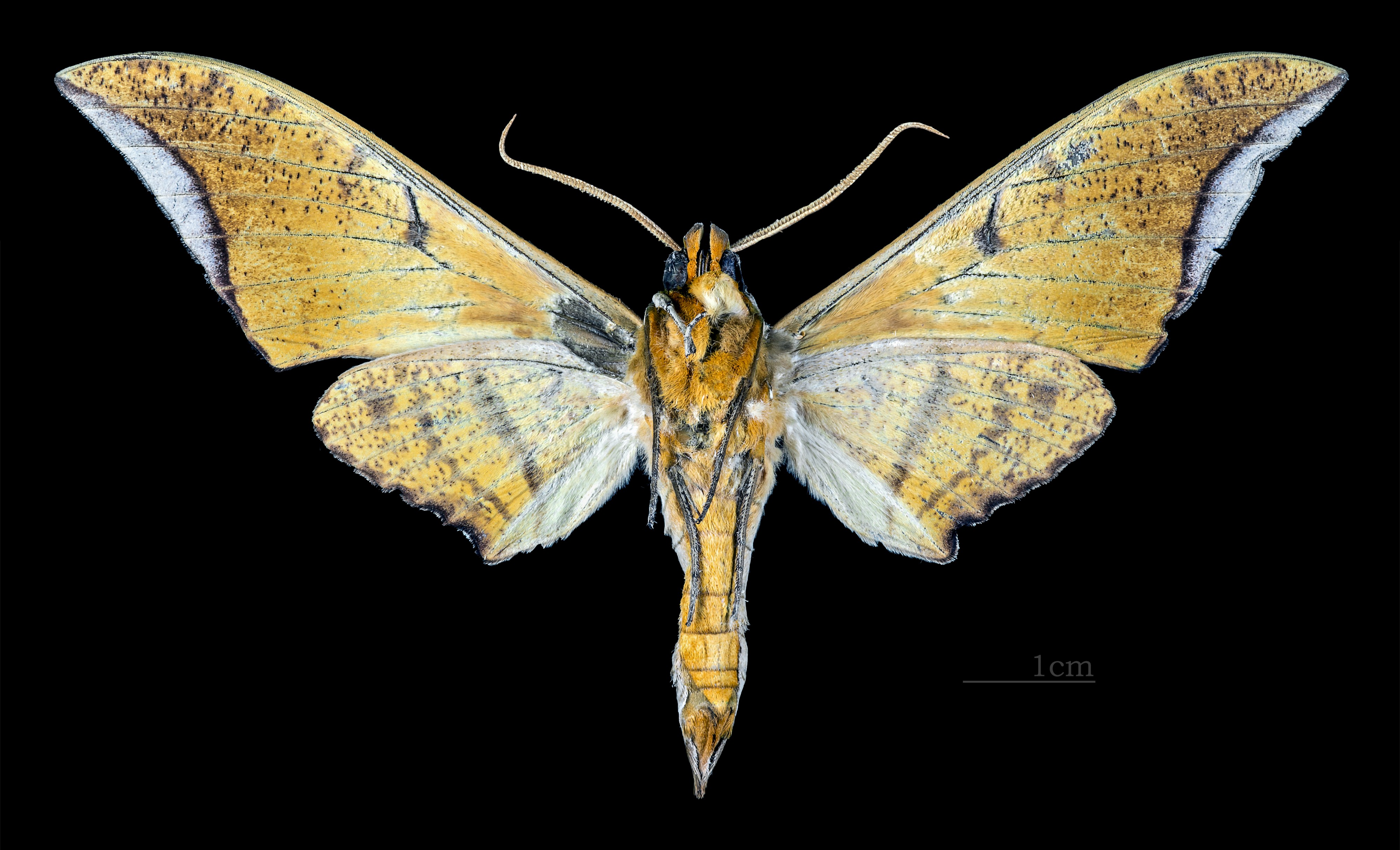 Ambulyx wilemani MHNT CUT 2010 0 100 Philippines male ventral