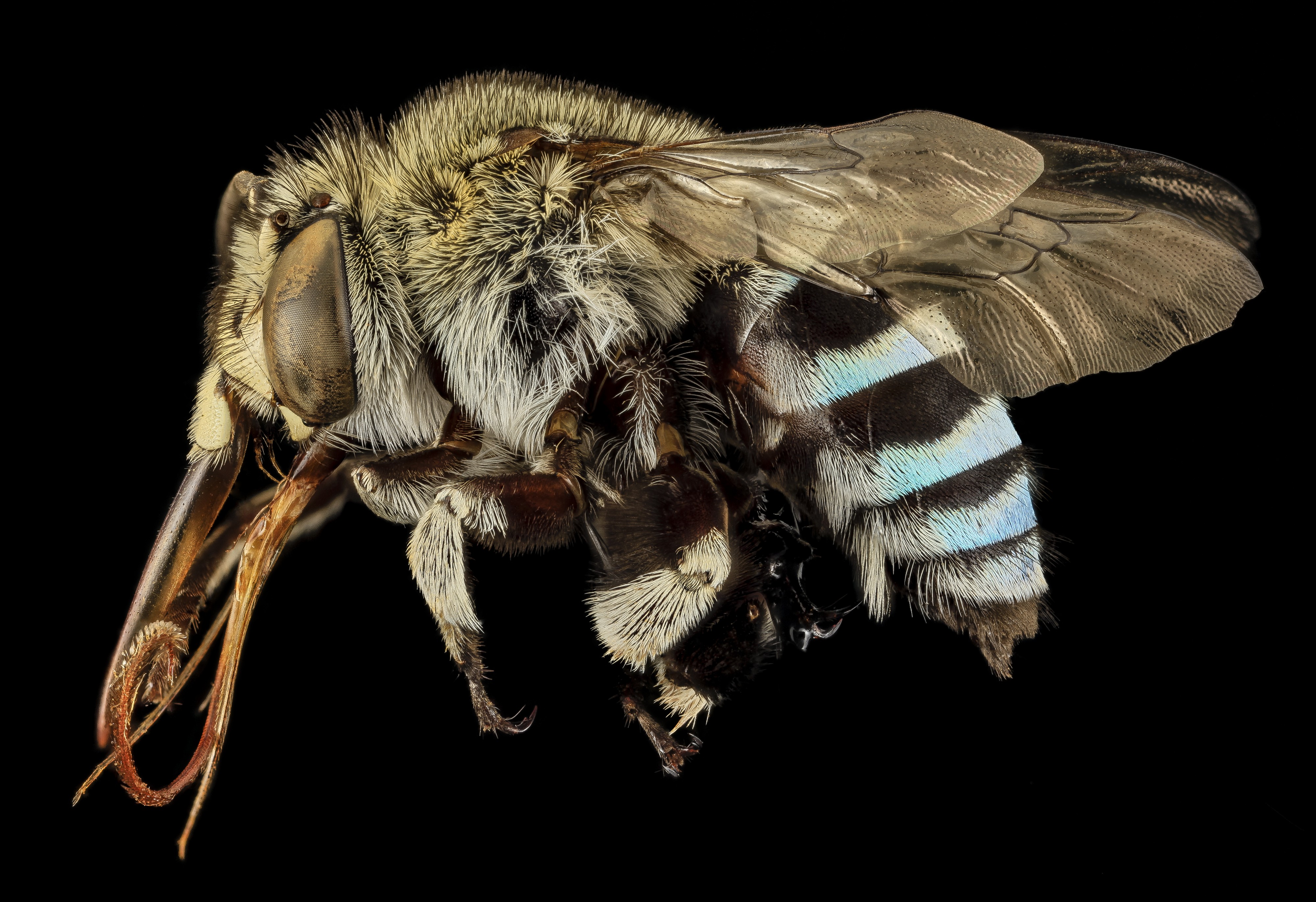 Amegilla, m, side, india 2014-06-18-16.30.41 ZS PMax (14271236817)