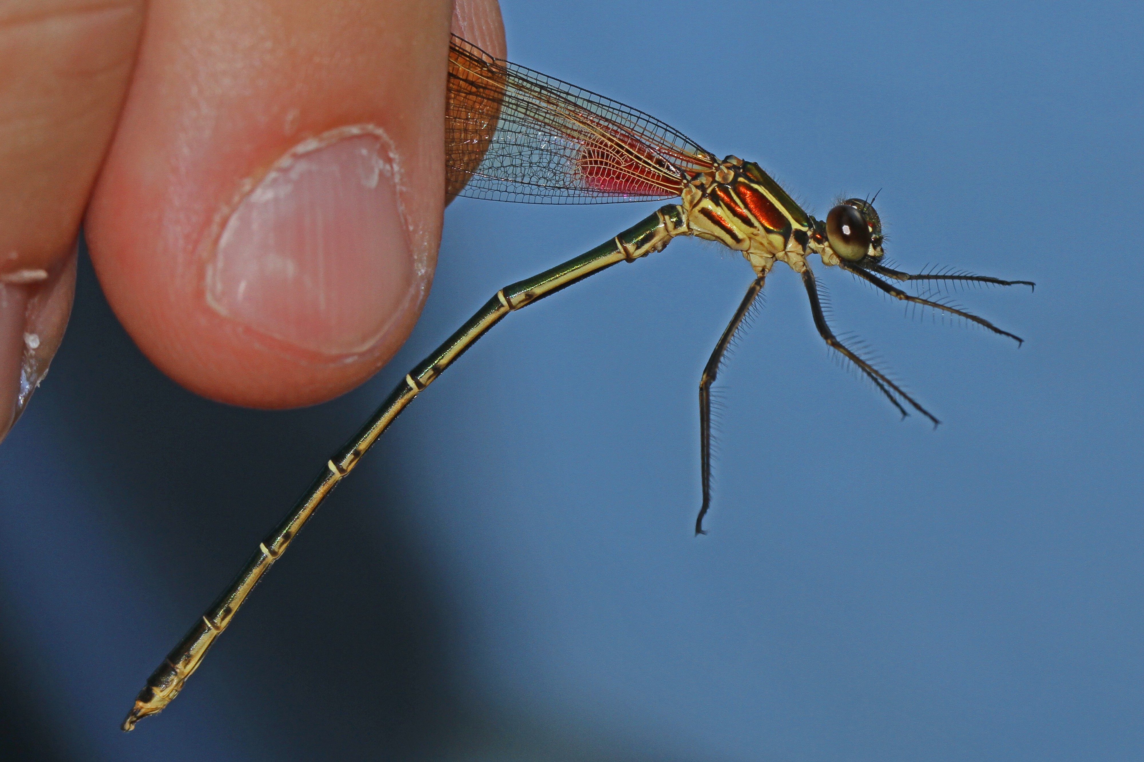 American Rubyspot - Hetaerina american, Bles Park, Ashburn, Virginia