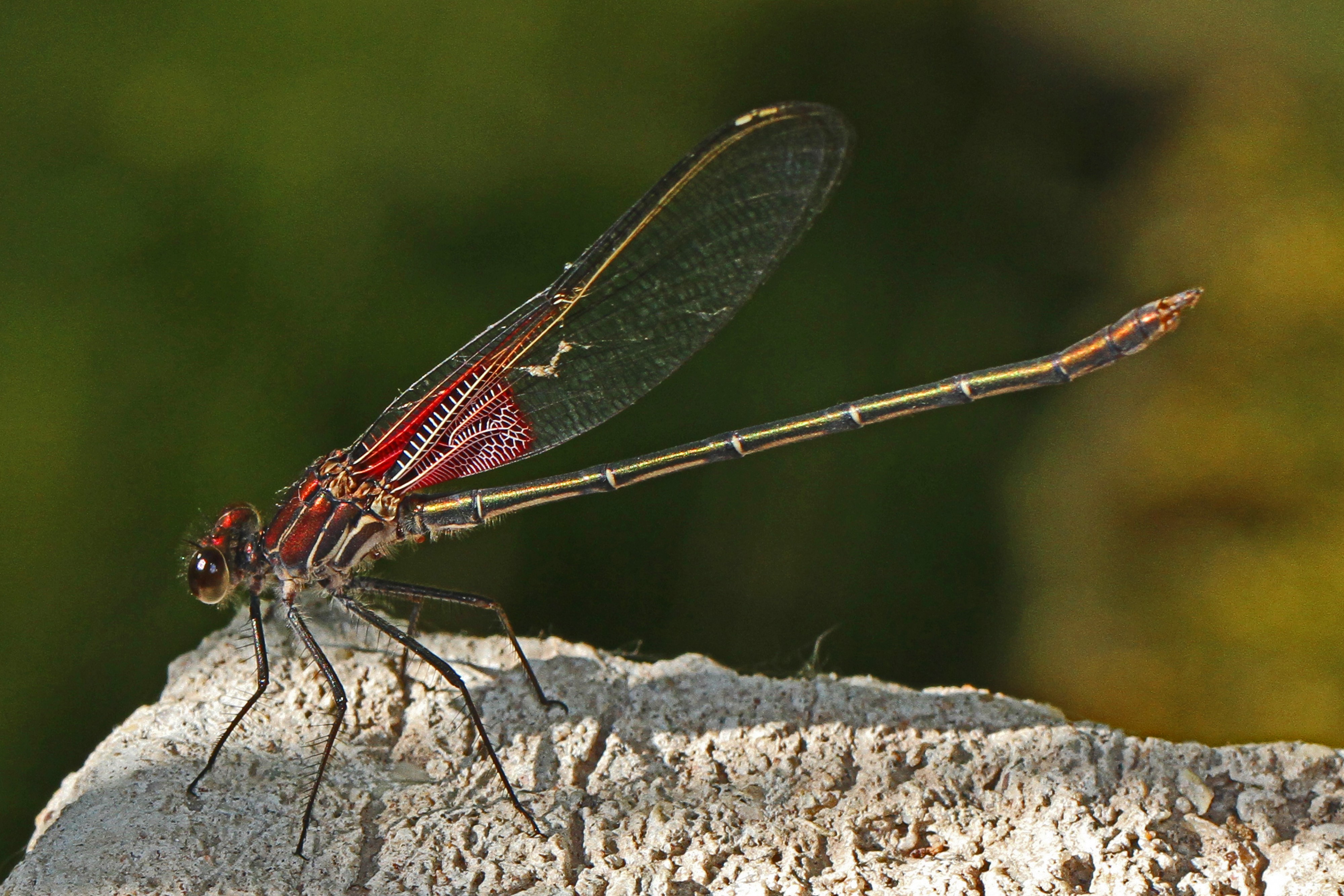 American Rubyspot - Hetaerina americana, Rattlesnake Springs, New Mexico - 7300296110