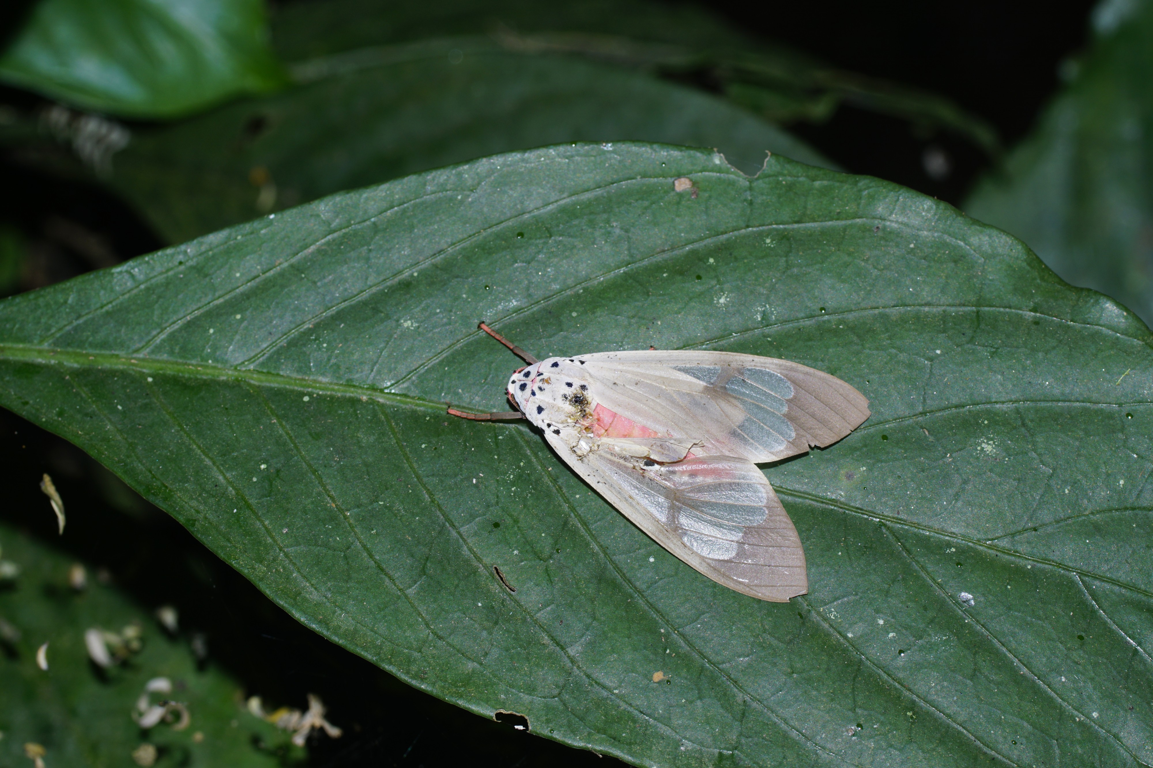 Amerila(moth) 6682