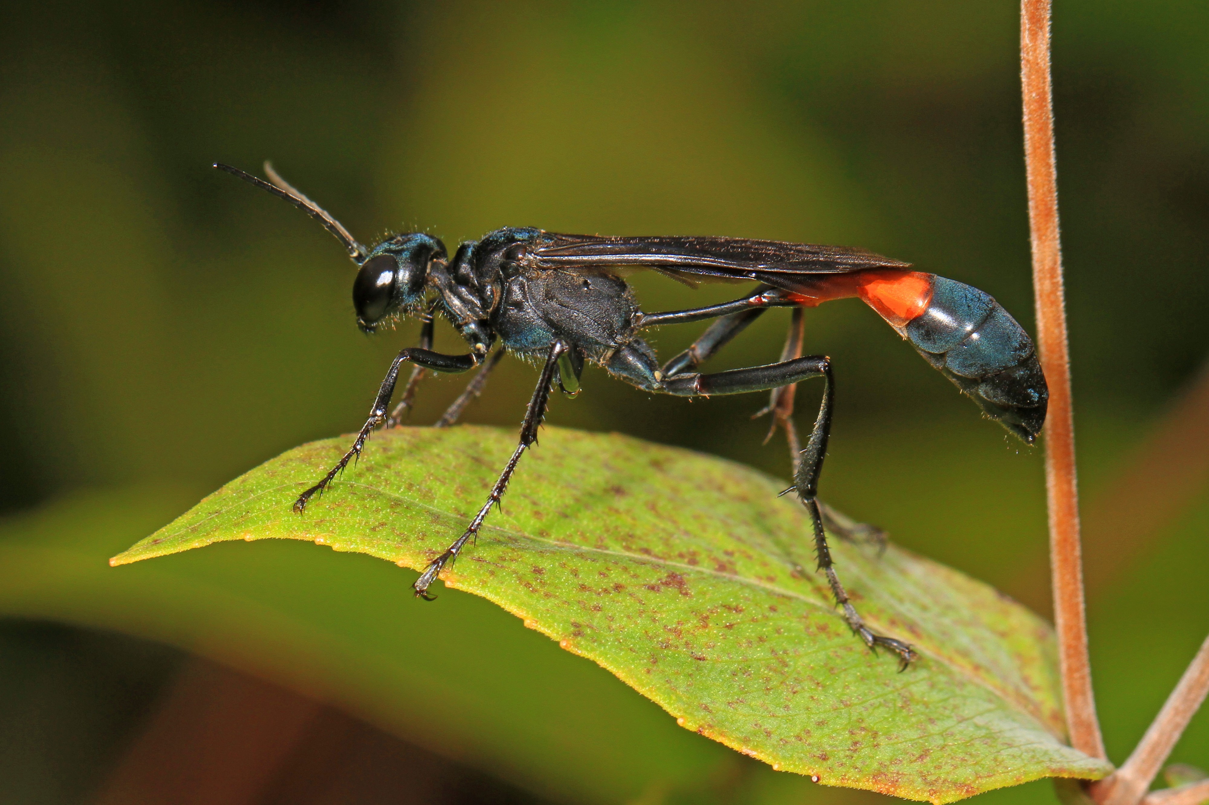 Ammophila nigricans, Meadowood Farm SRMA, Mason Neck, Virginia