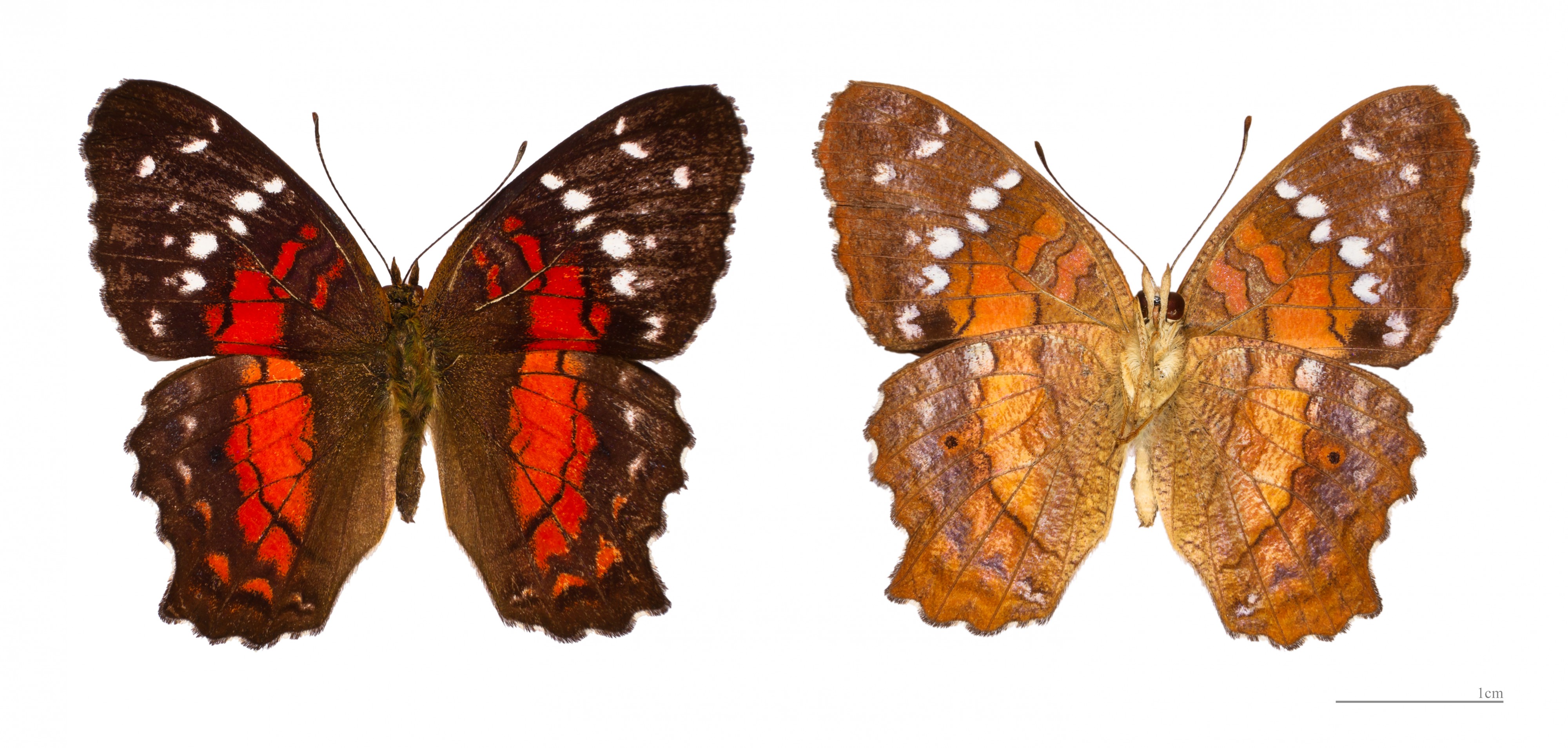Anartia amathea MHNT