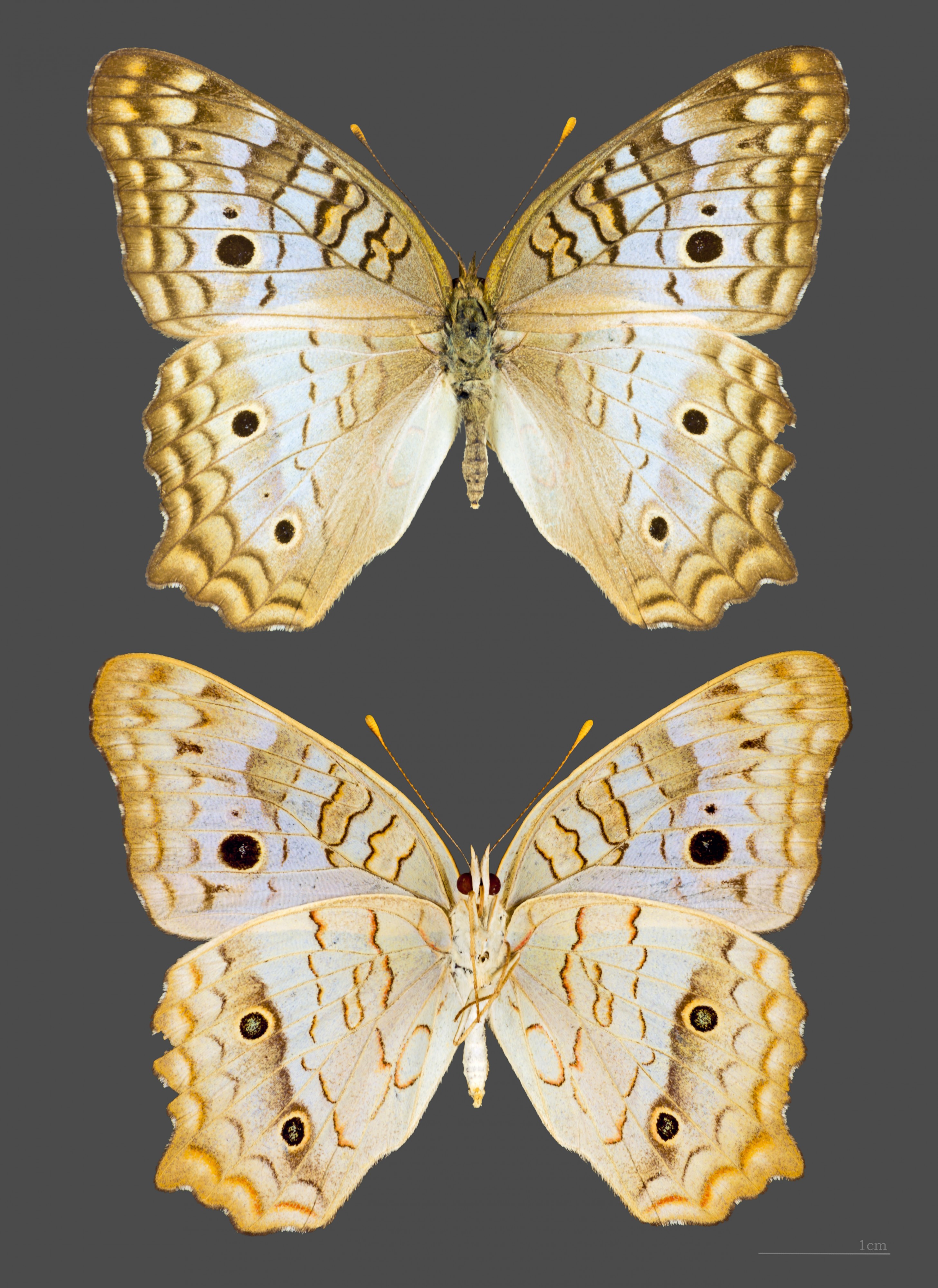 Anartia jatrophae MHNT Guadeloupe female