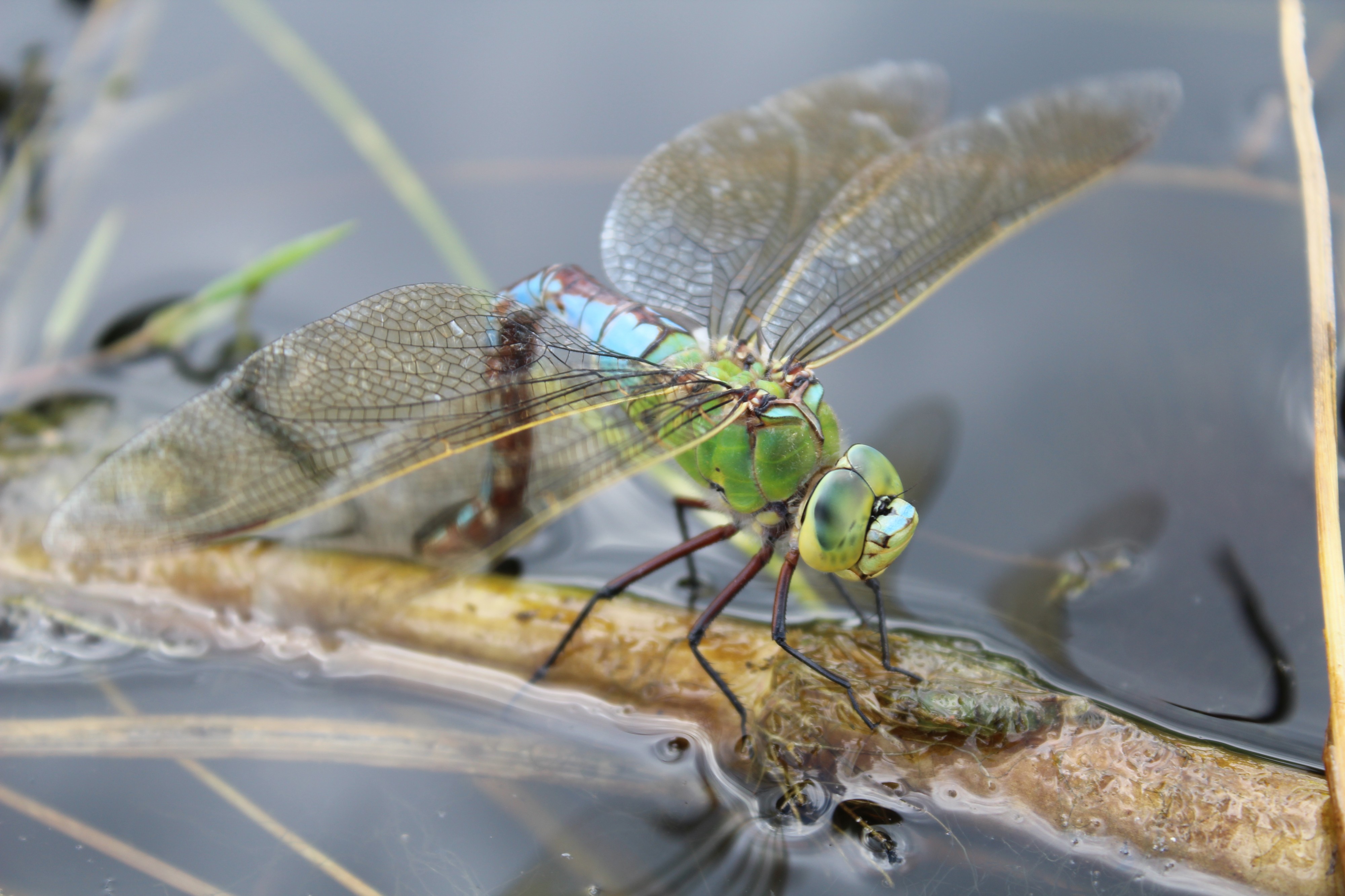 Anax imperator laying eggs