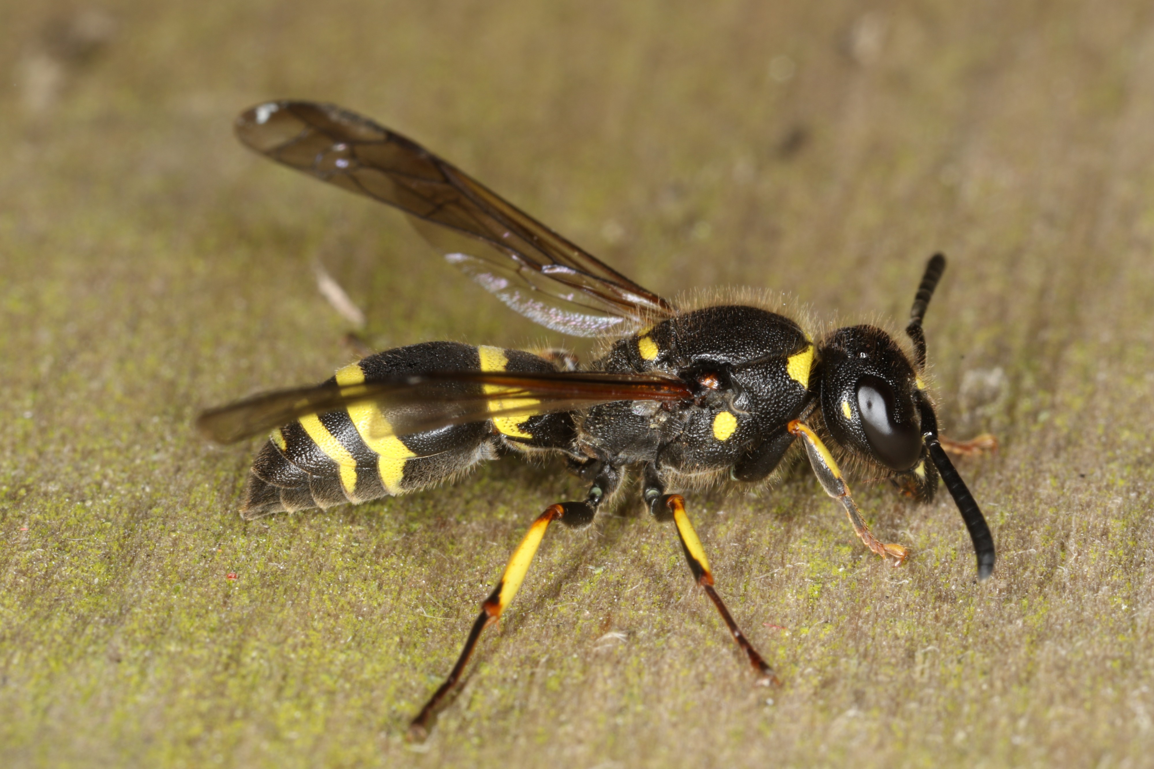 Ancistrocerus trifasciatus (26750627884)