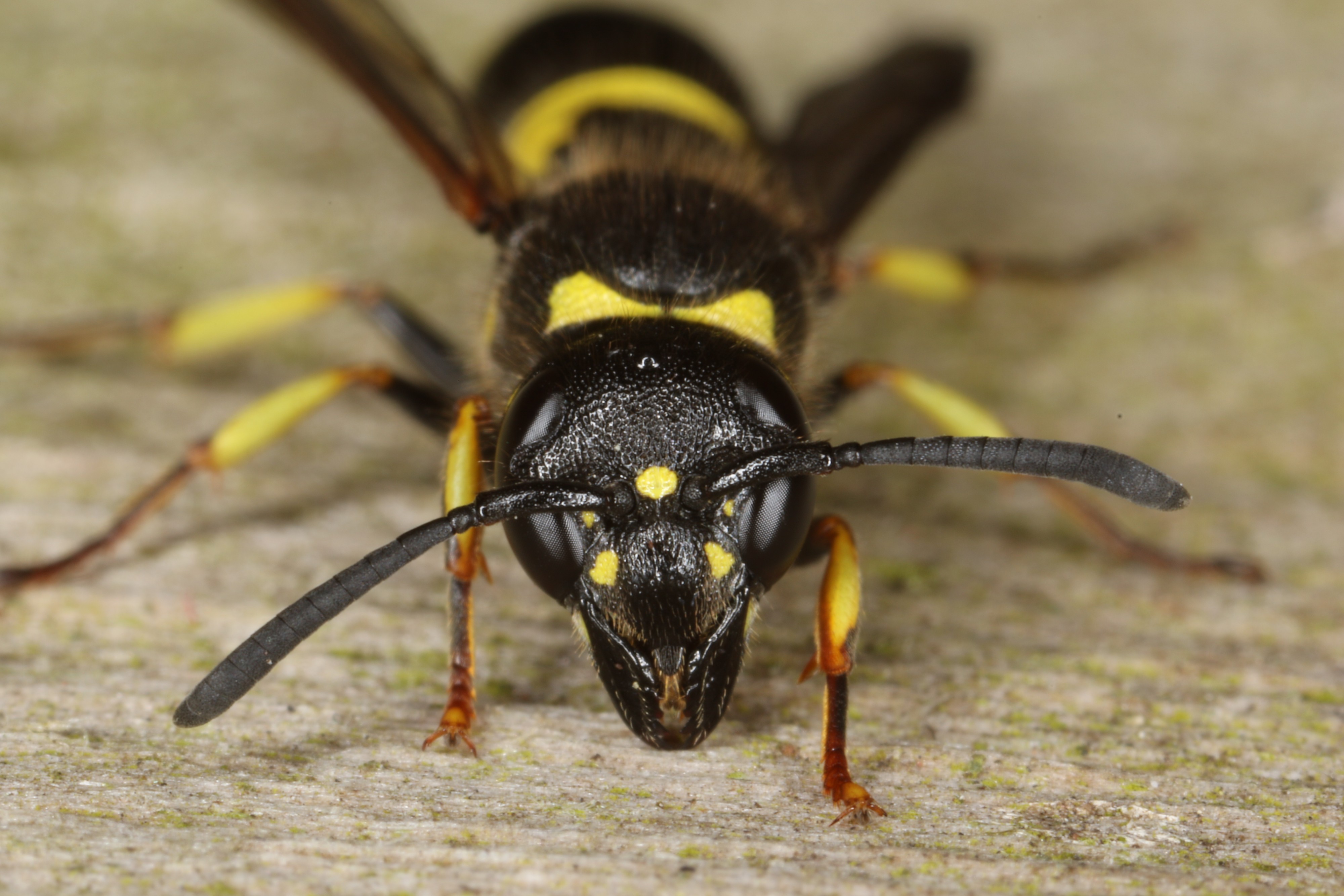 Ancistrocerus trifasciatus (27324719436)