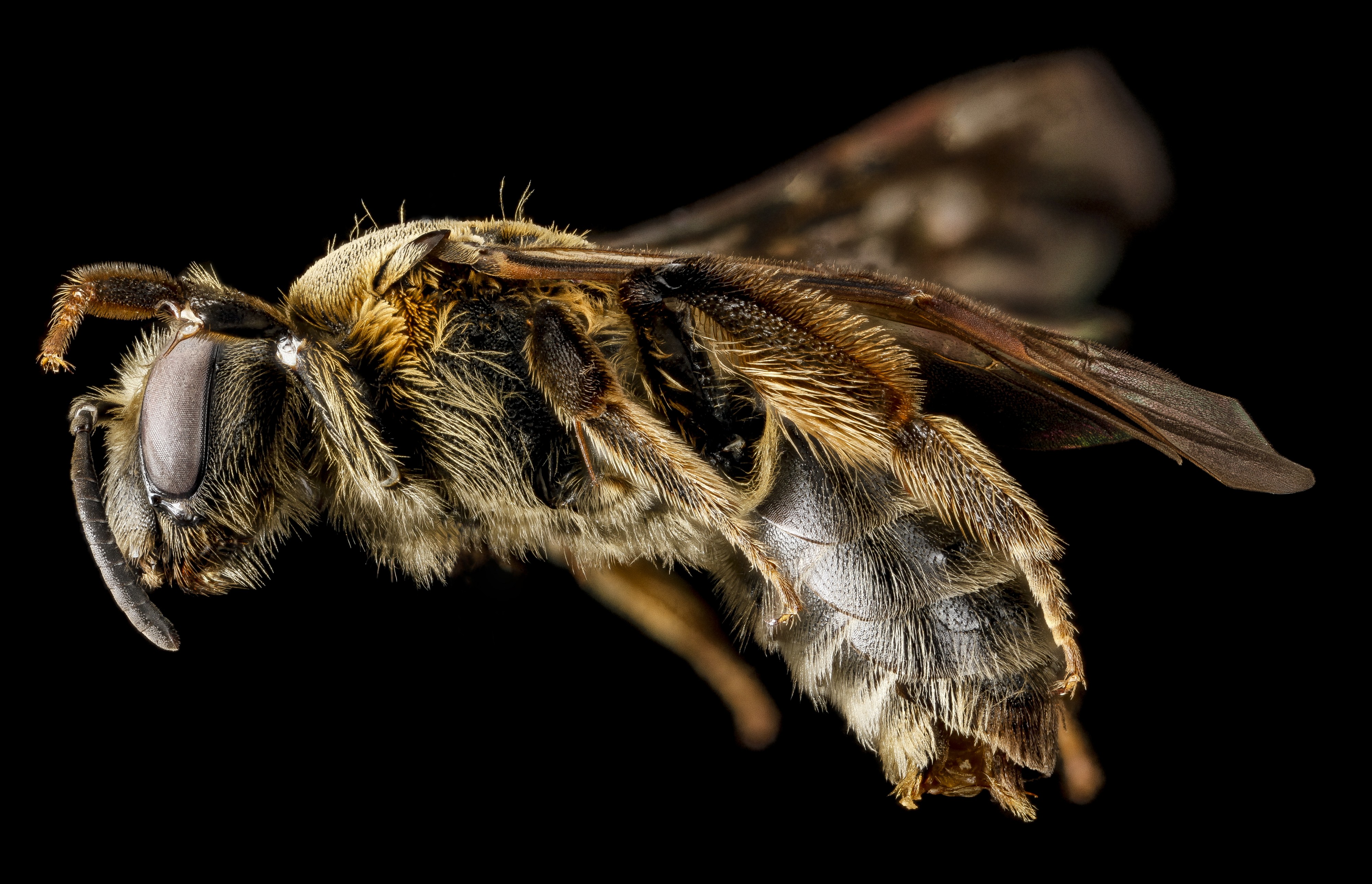 Andrena alleghaniensis