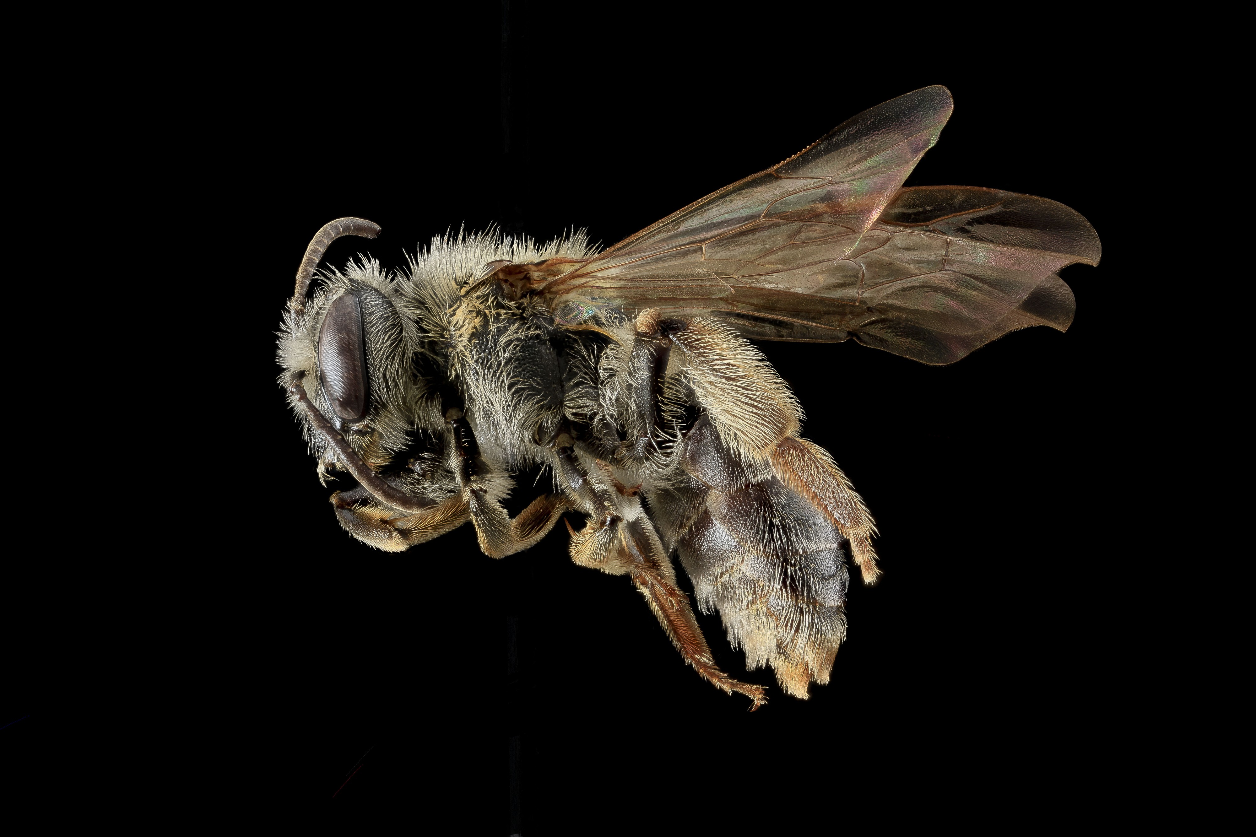 Andrena forbesii, Female, Side, Maryland 2013-05-31-18.02