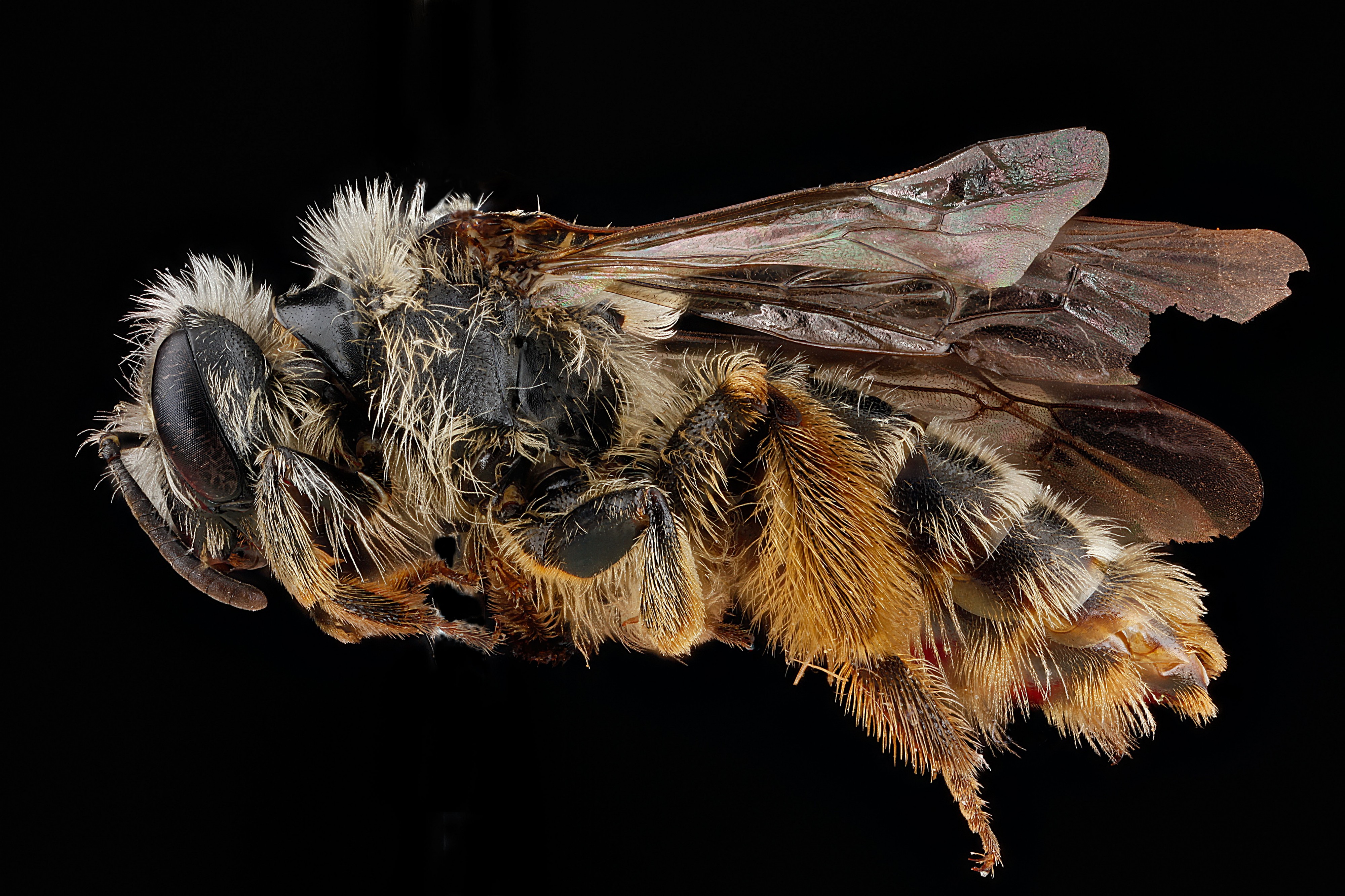 Andrena-gardineri,-female,-side 2012-07-02-16.14.57-ZS-PMax