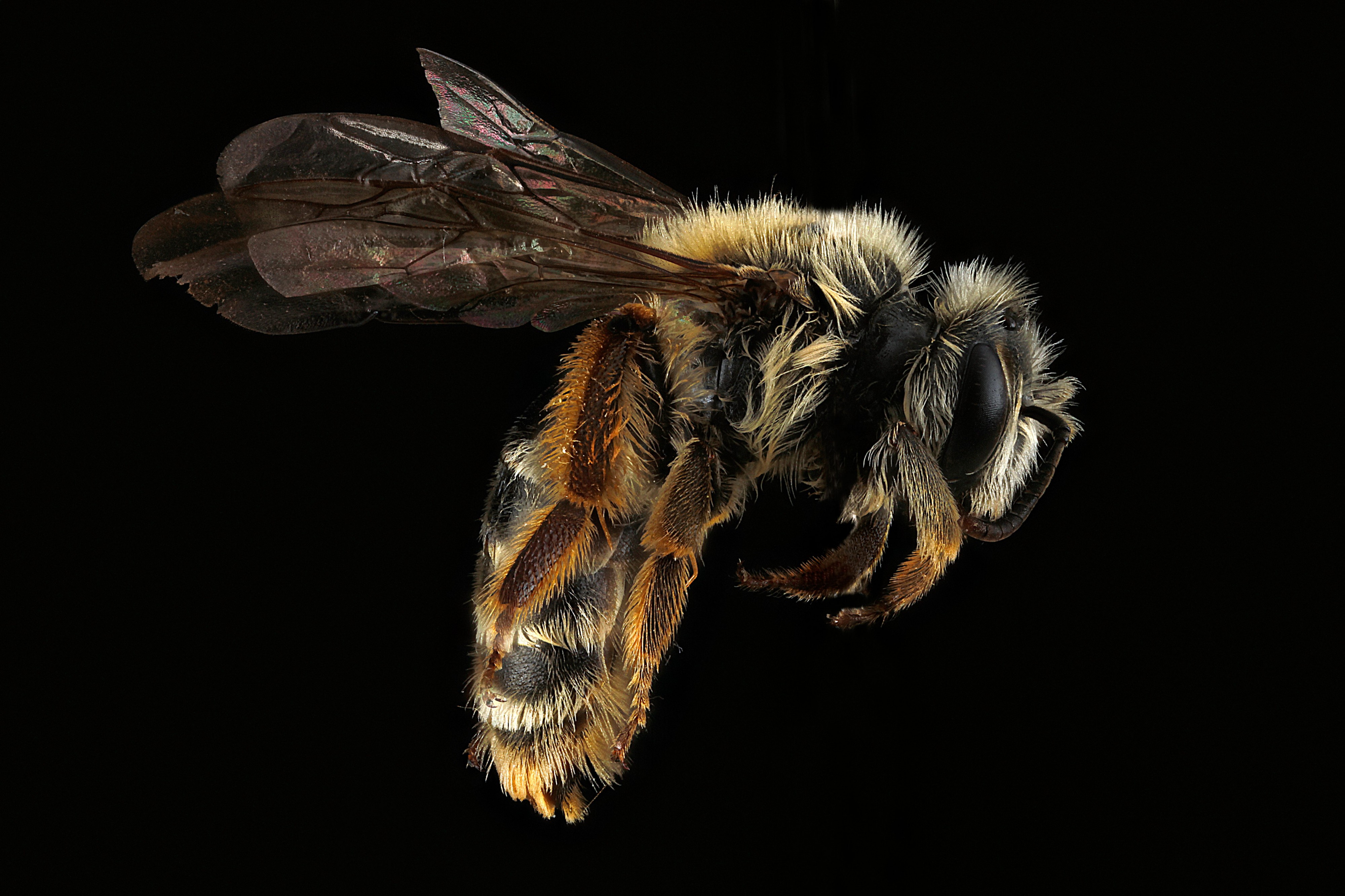 Andrena-gardineri,-female,-side 2012-07-16-16.00.21-ZS-PMax