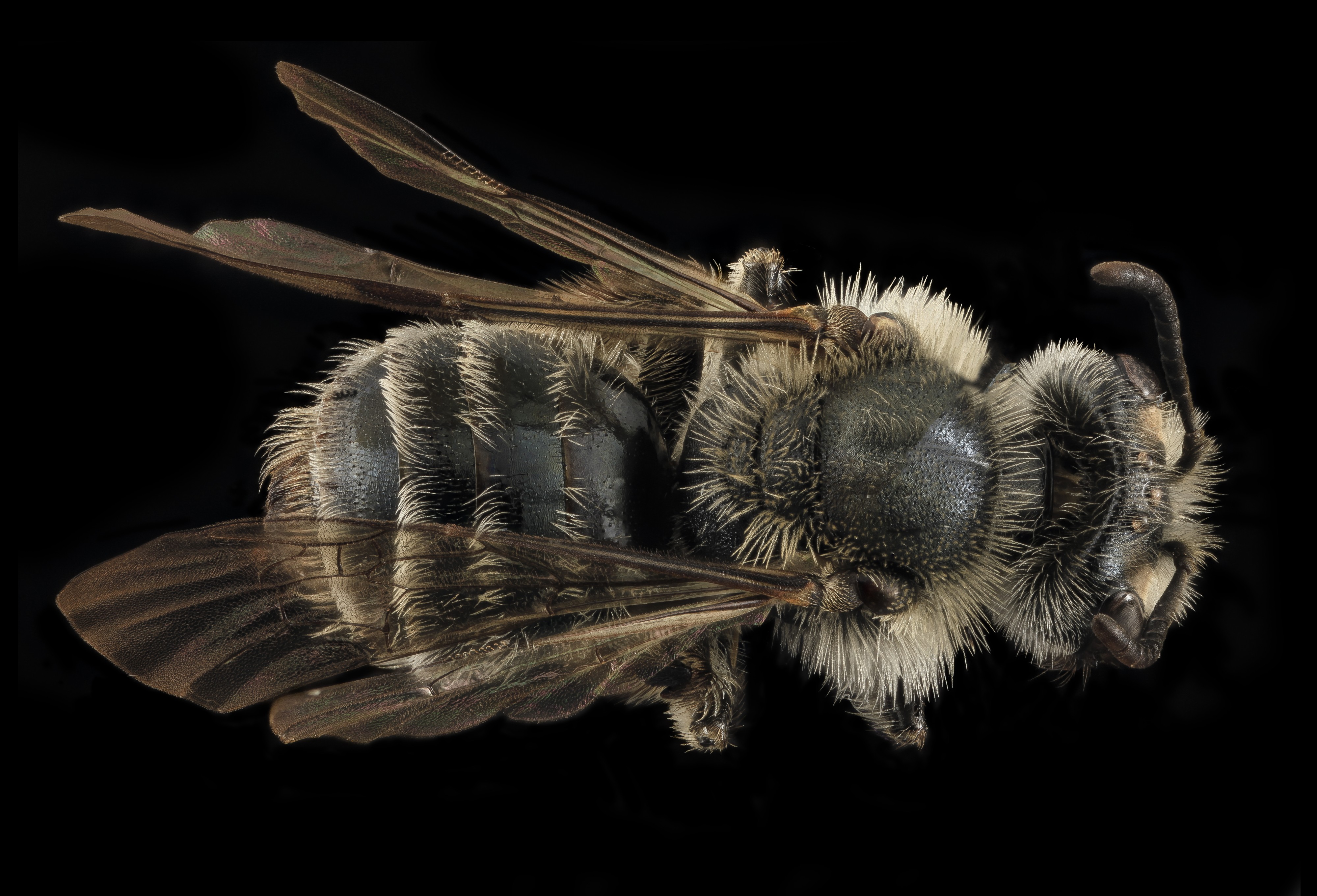 Andrena geranii, F, back, WI 2014-03-05-17.25 (37187836966)