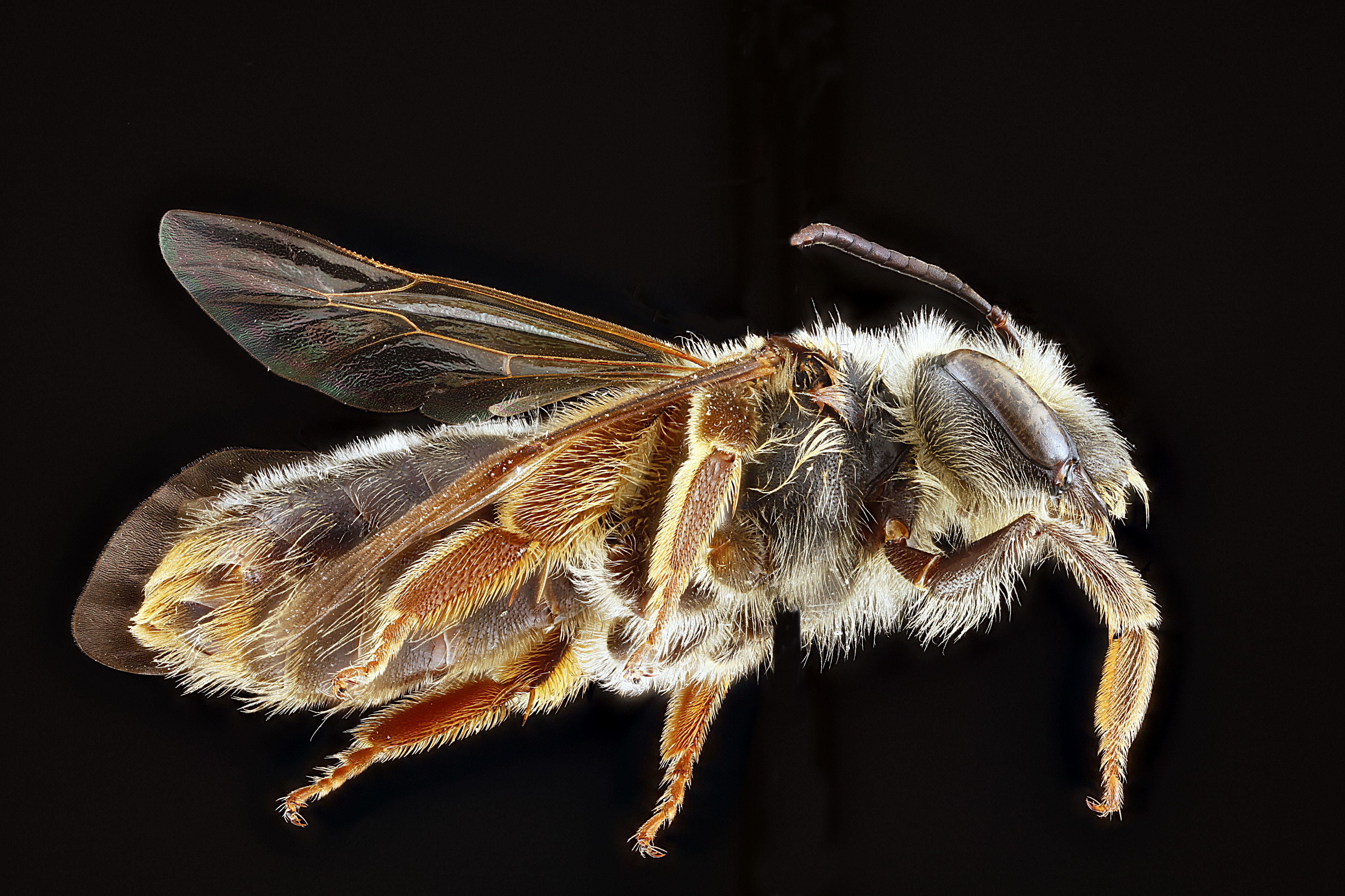 Andrena illini f