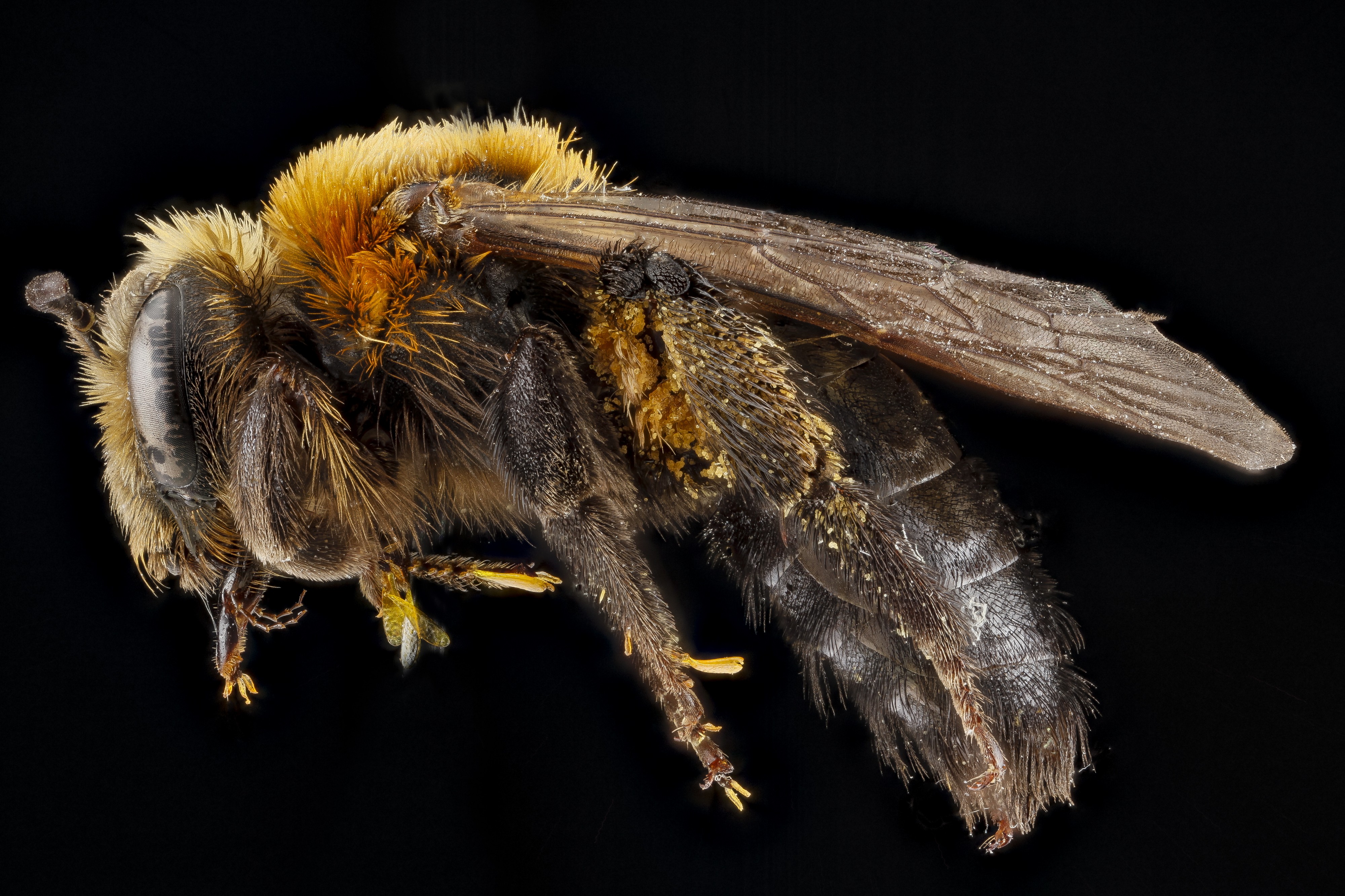 Andrena lupinorum