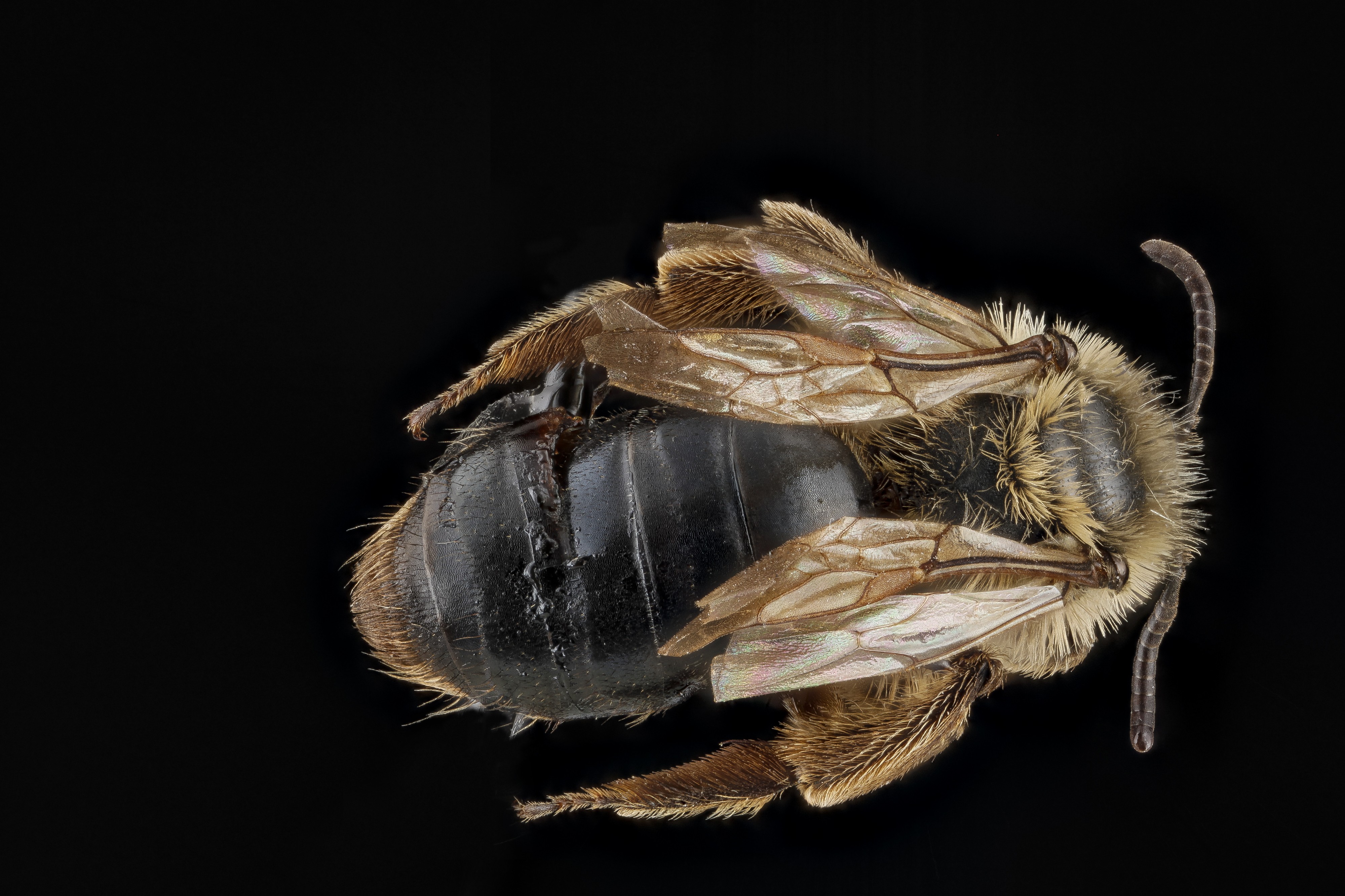 Andrena merriami, female, back1 2012-08-08-16.28.52 ZS PMax (8104205851)