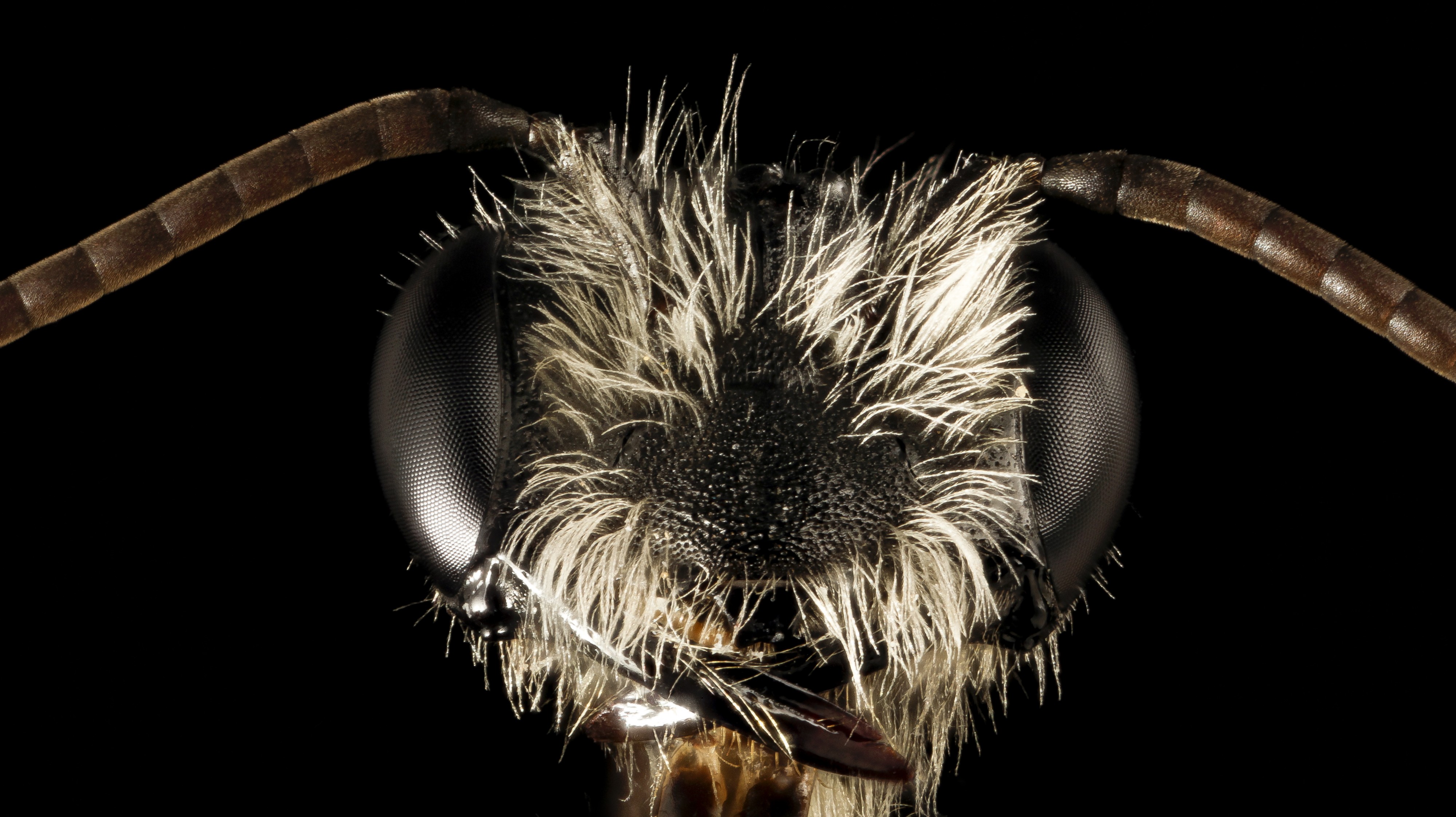 Andrena perplexa, m, talbot co, face 2015-05-17-15.58.10 ZS PMax (17198003023)