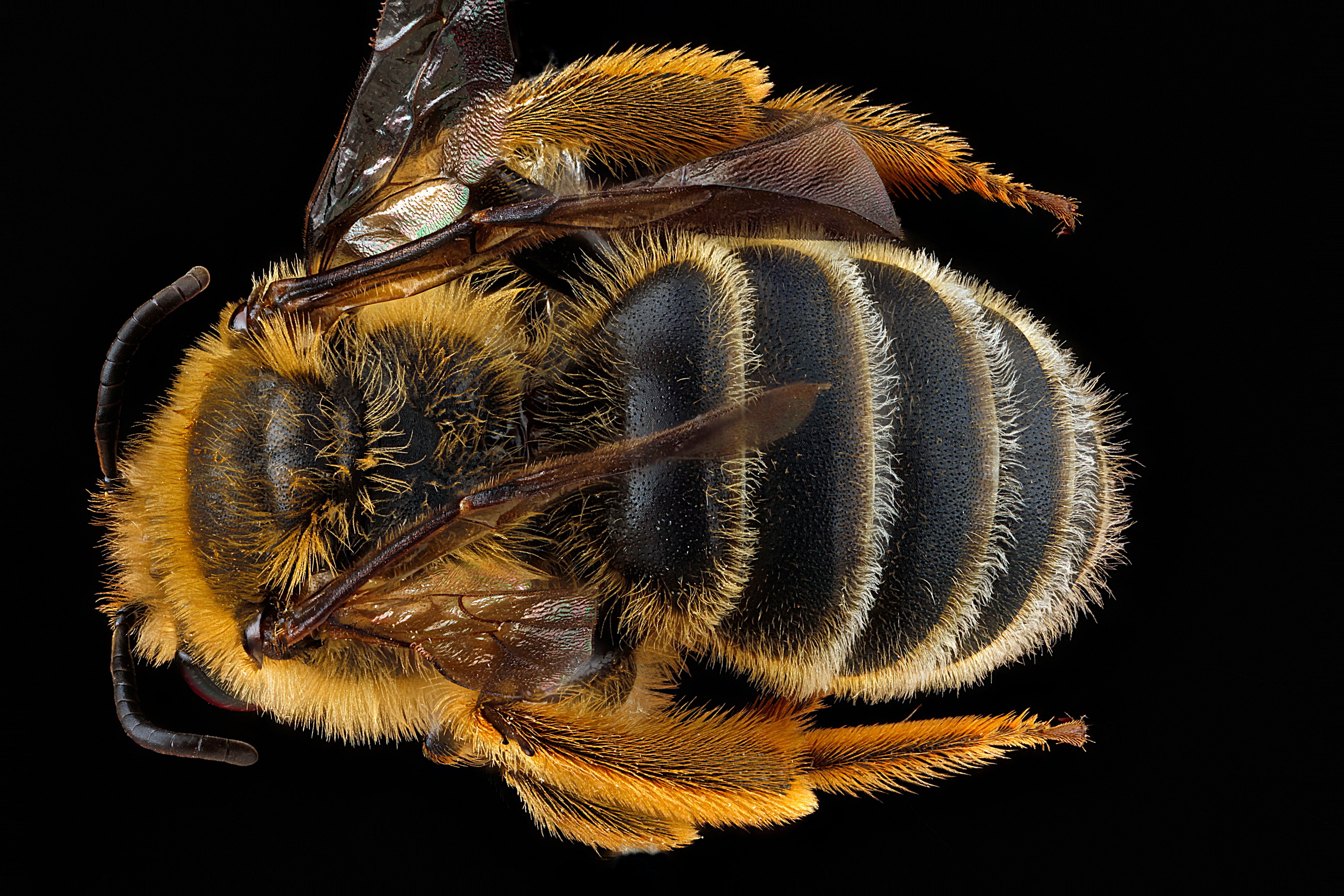 Andrena rudbeckiae m