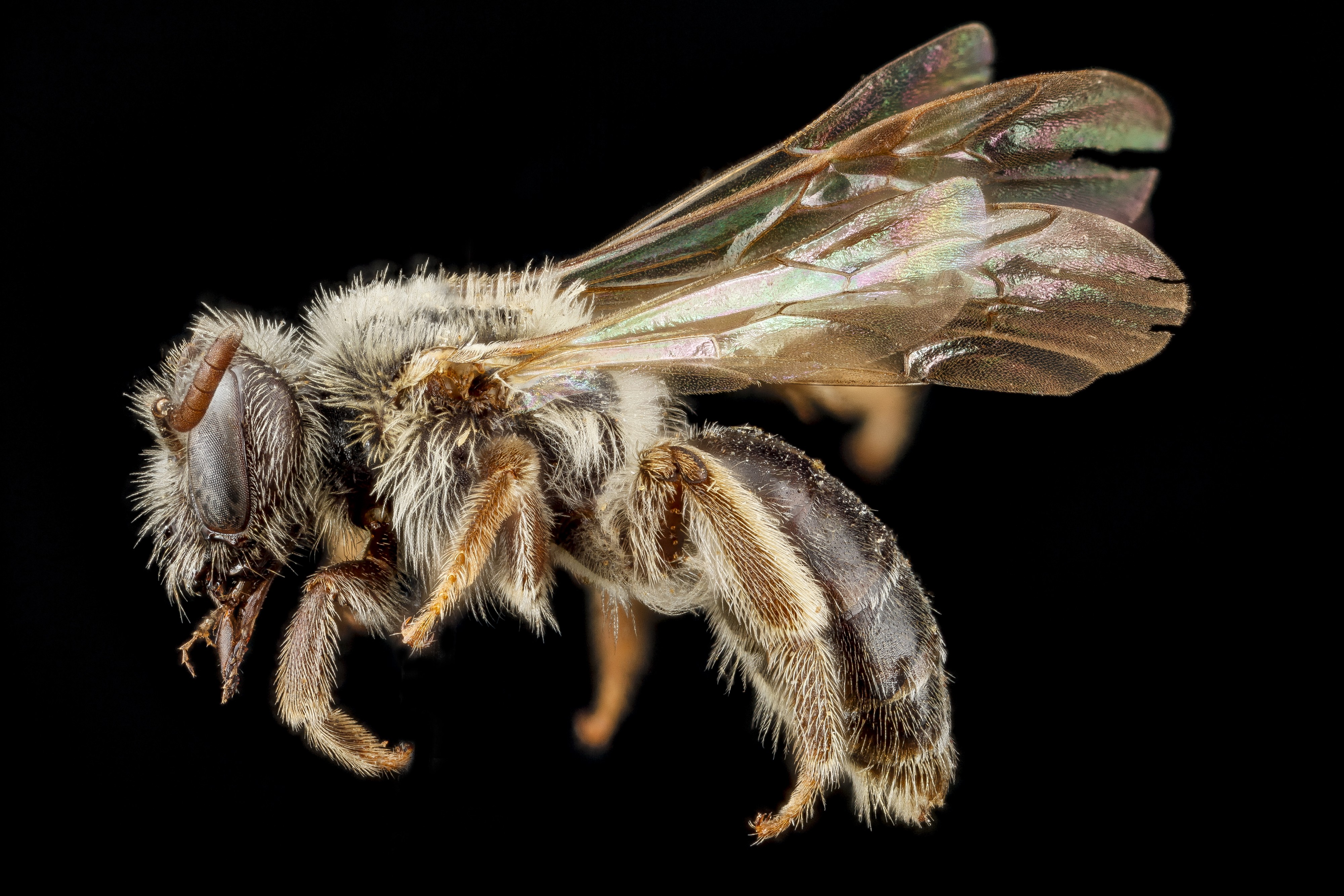 Andrena uvulariae, F, side, 2012-10-26-11.40.12 ZS PMax (8126523662)