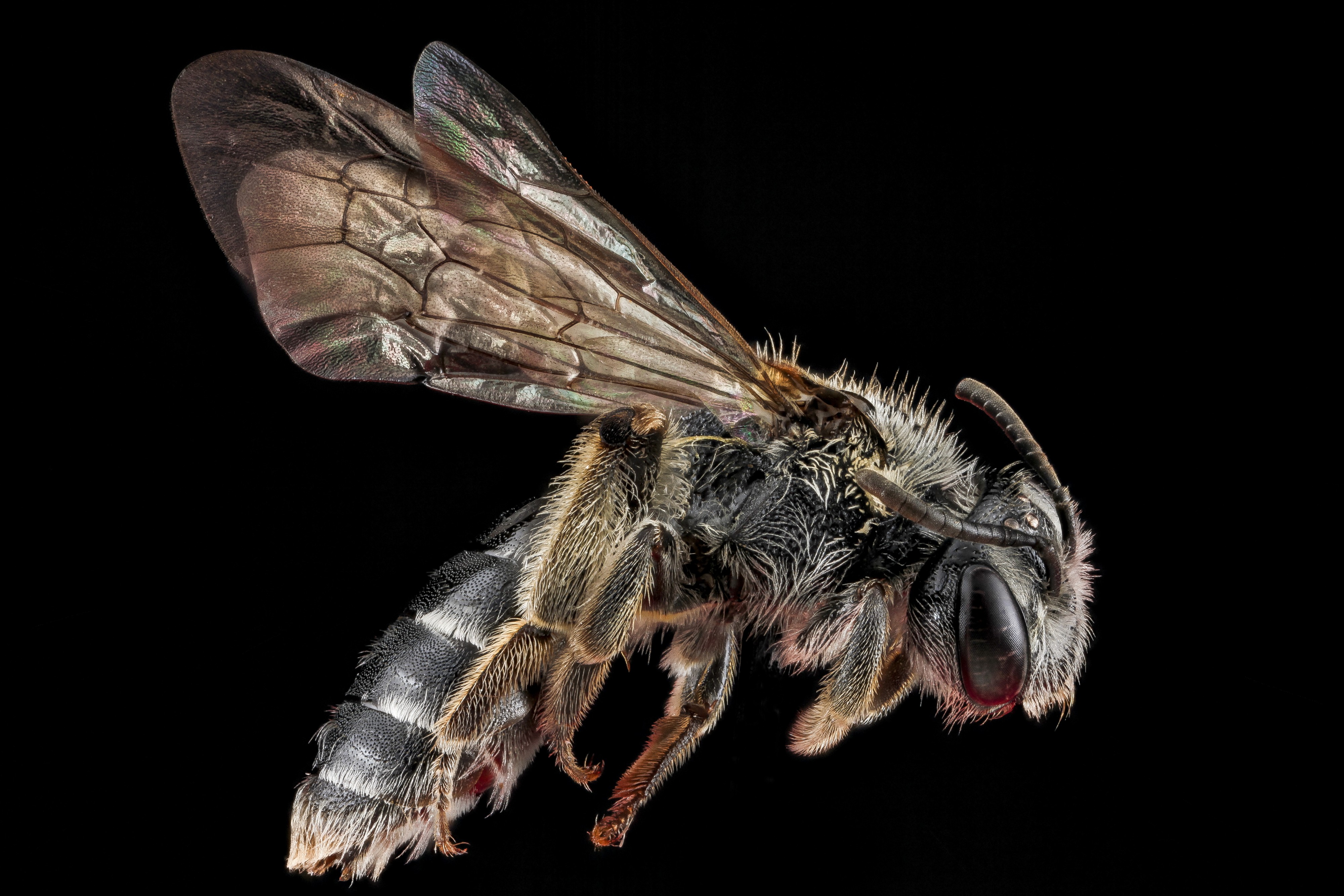 Andrena virginiana f2