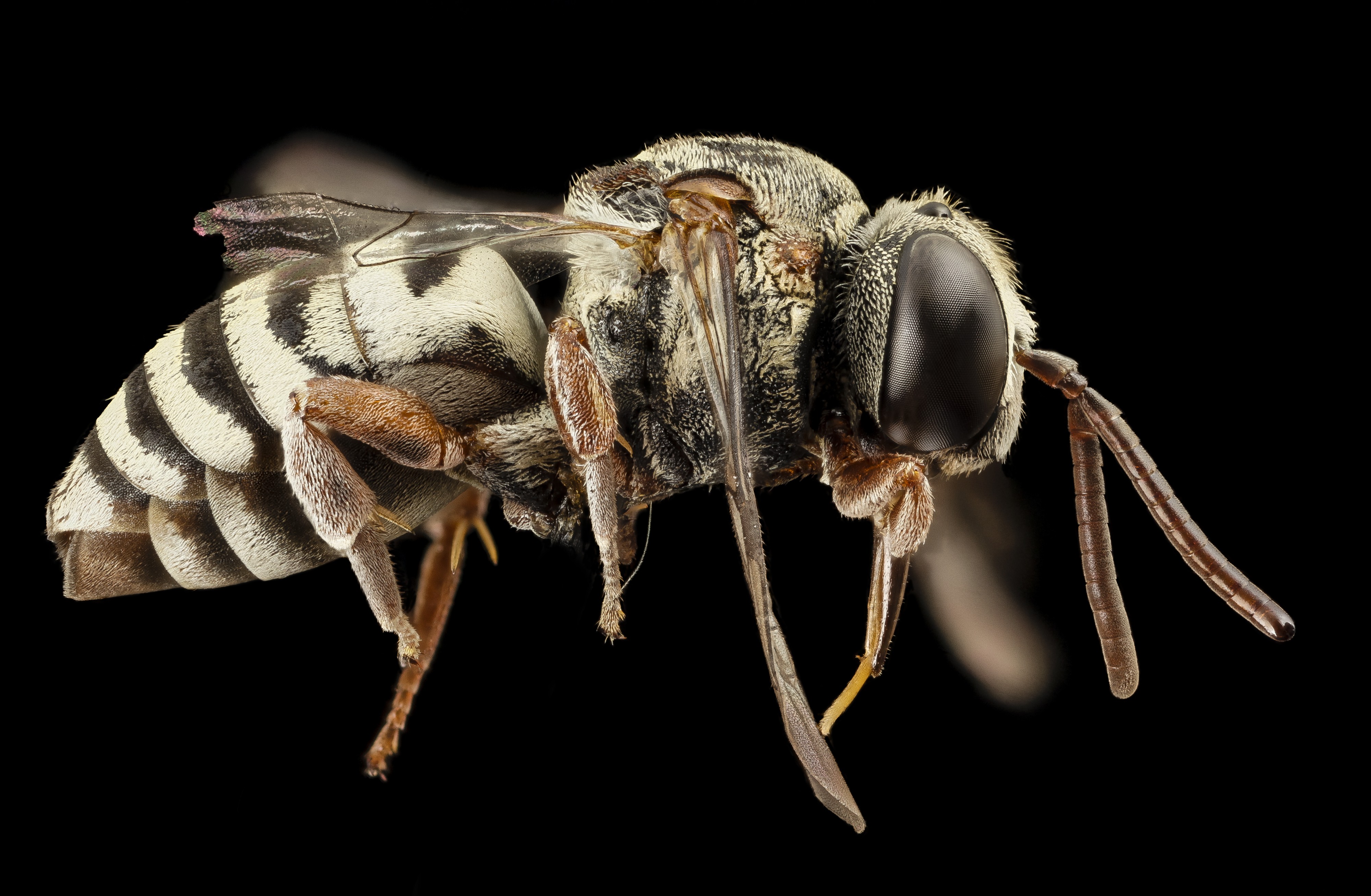 Angel Bee, f, ga, baker county (16310923612)