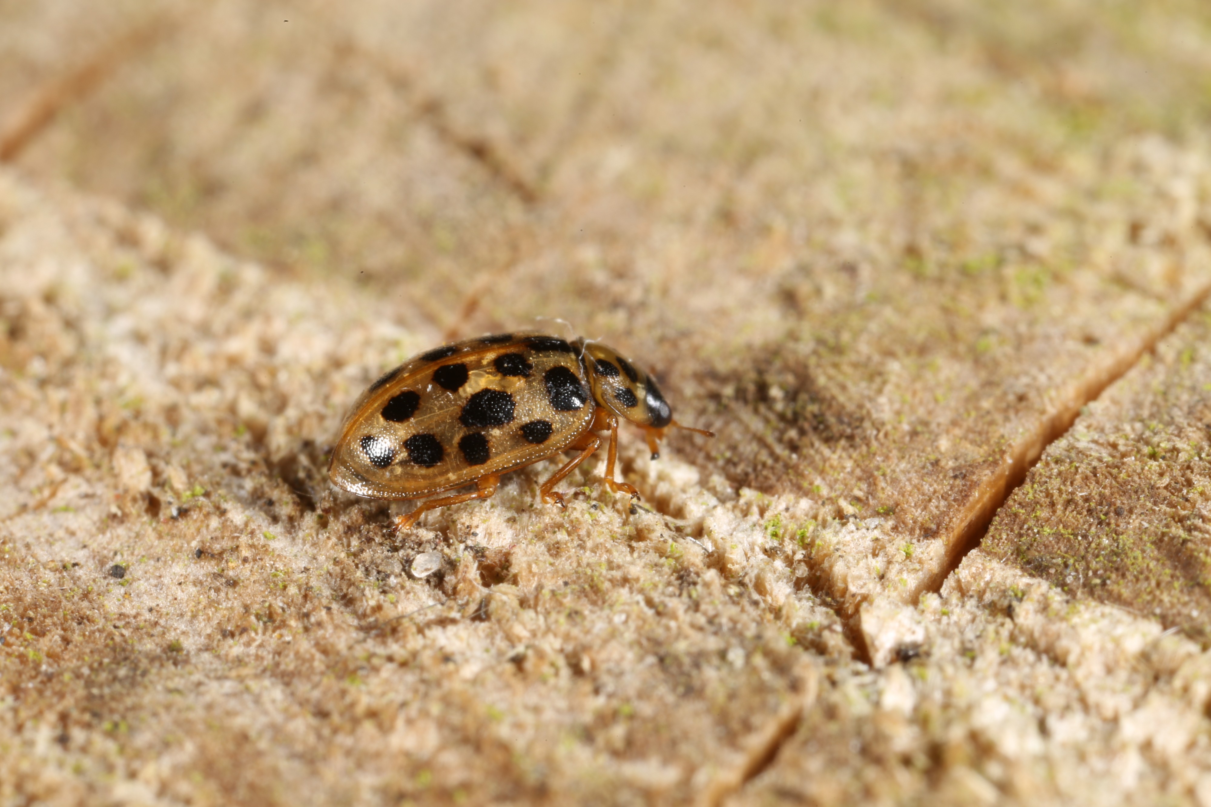 Anisosticta novemdecimpunctata (28649728694)