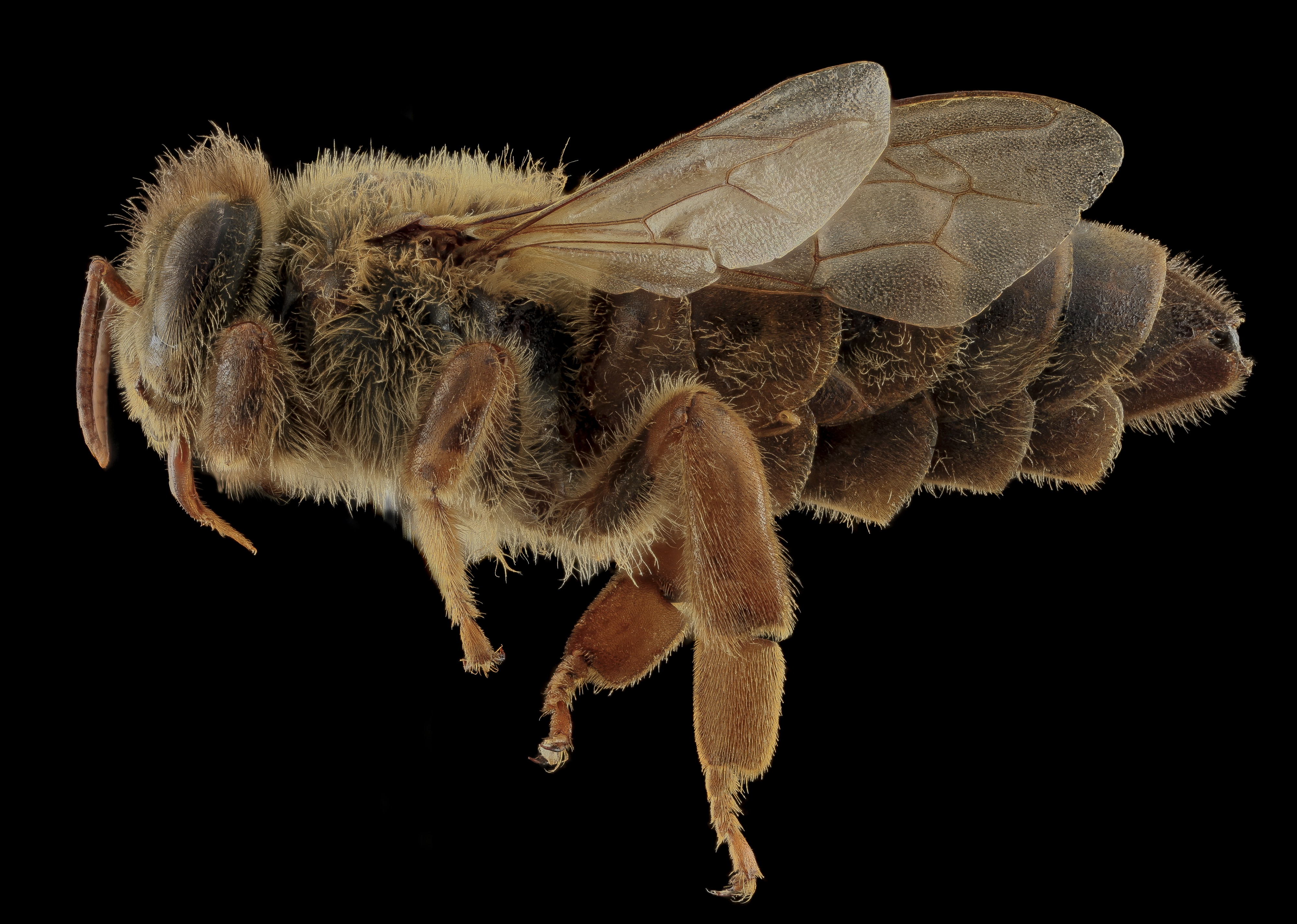 Apis mellifera, Queen, side, MD, Talbot County 2013-09-30-17.45.51 ZS PMax