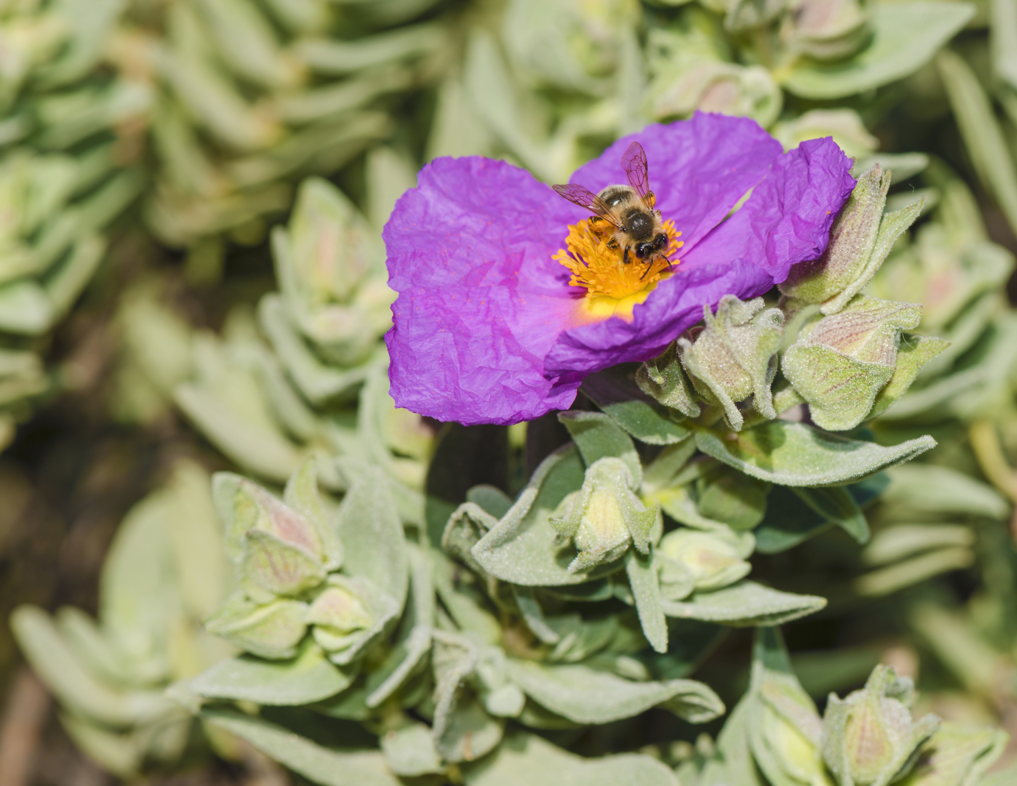 Apis mellifera on Cistus albidus 01