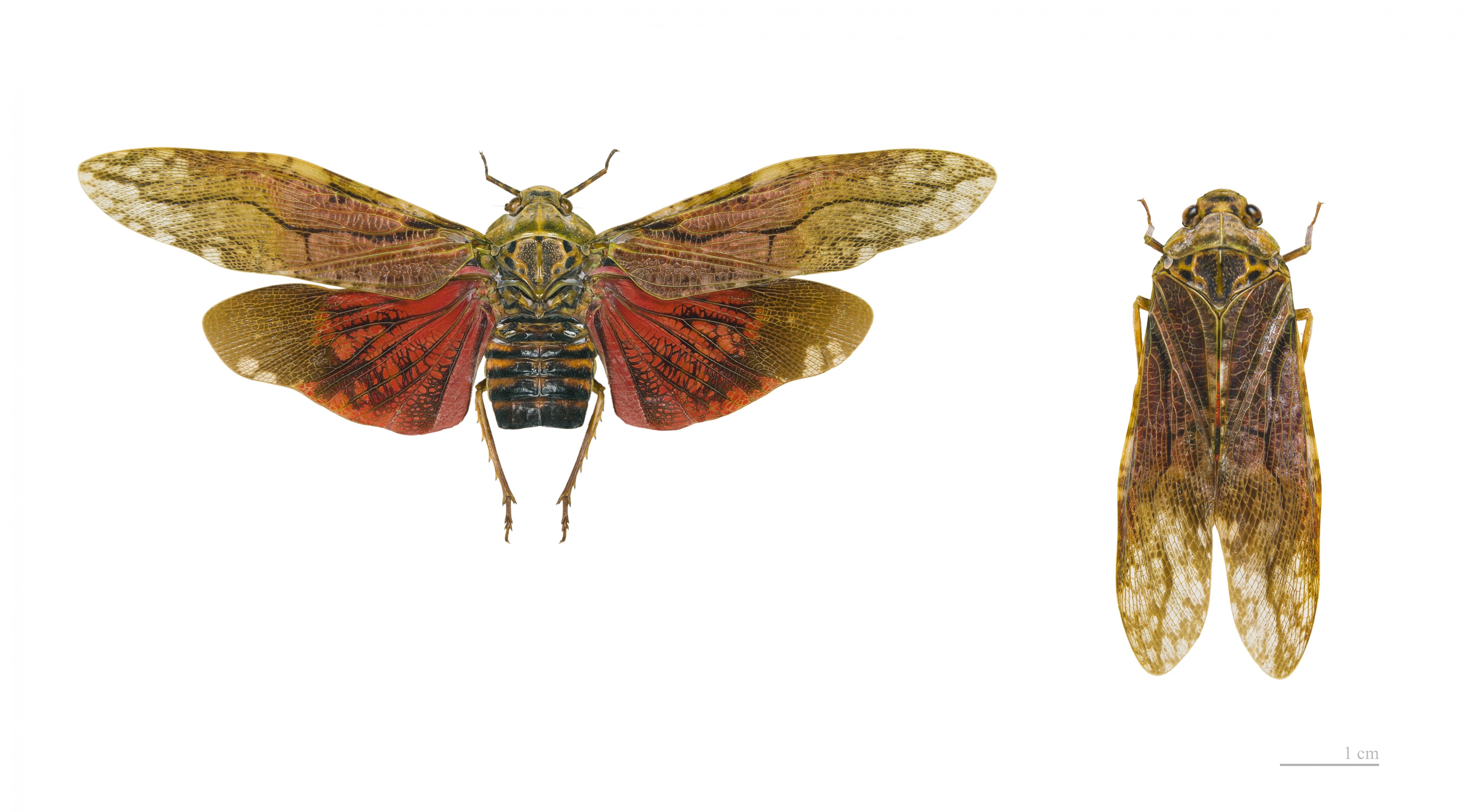 Aracynthus sanguineus MHNT dos global